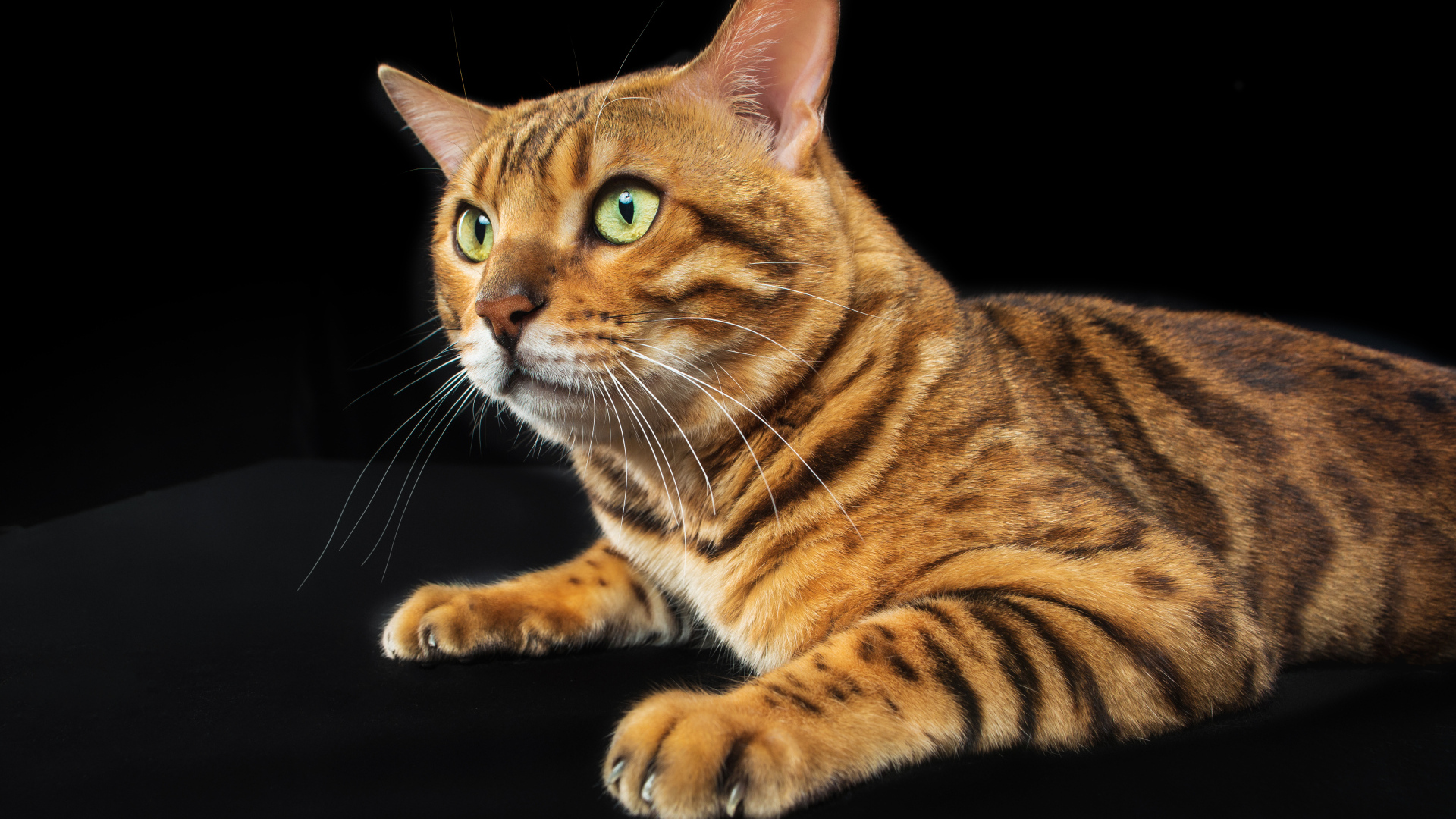Бенгальский кот с зелеными глазами на черном фоне