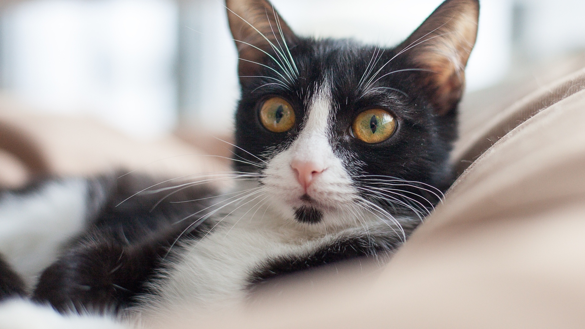 Черно-белый кот лежит на диване