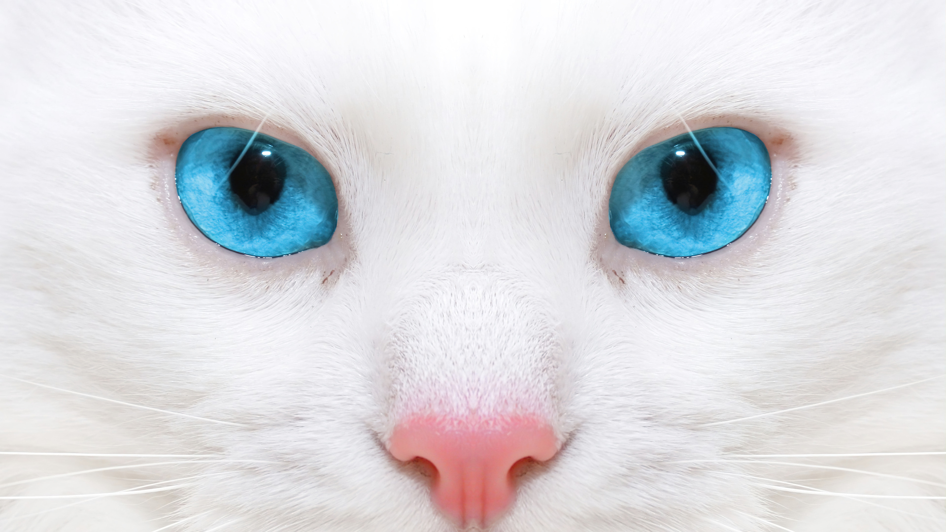 Голубоглазая кошка с розовым носом