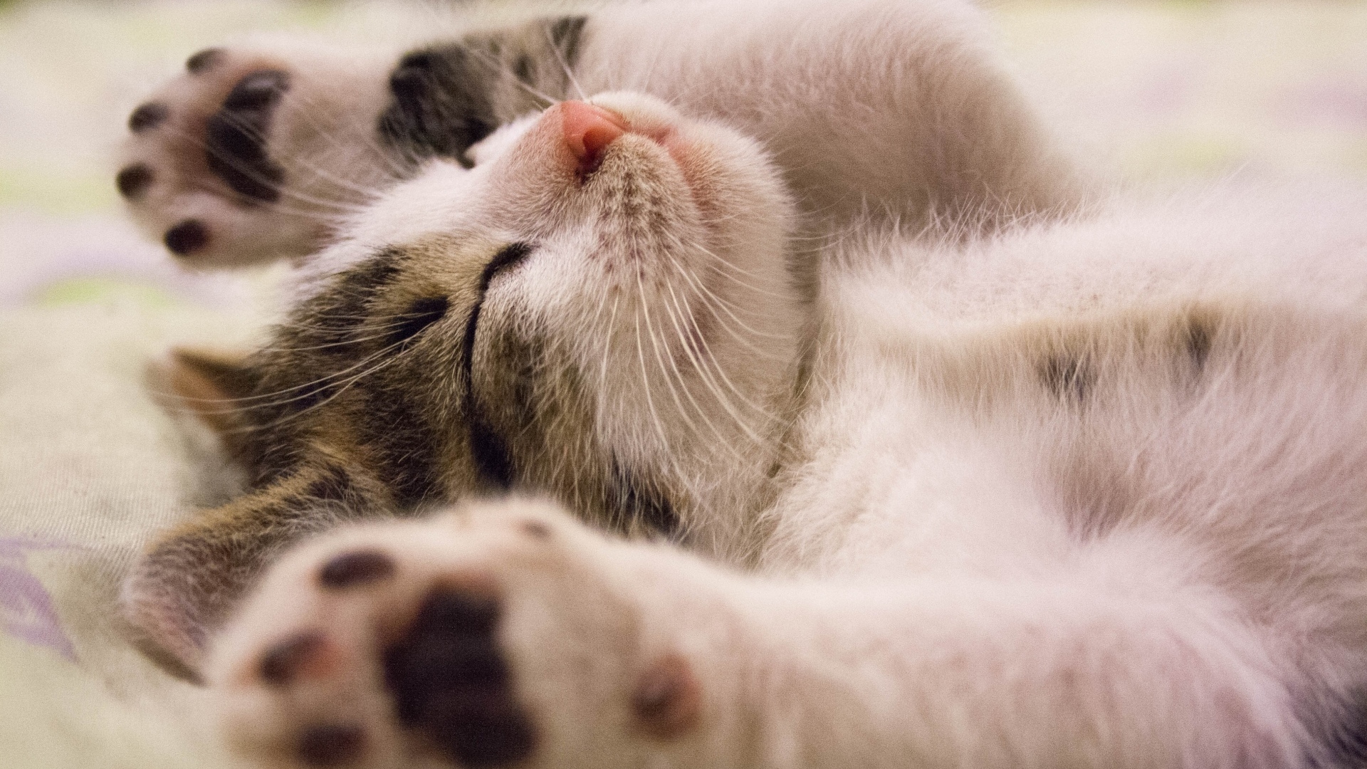 Милый спящий котенок с поднятыми лапами