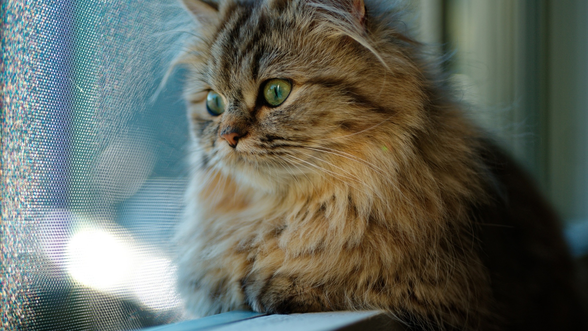 Пушистый серый зеленоглазый кот смотрит в окно 