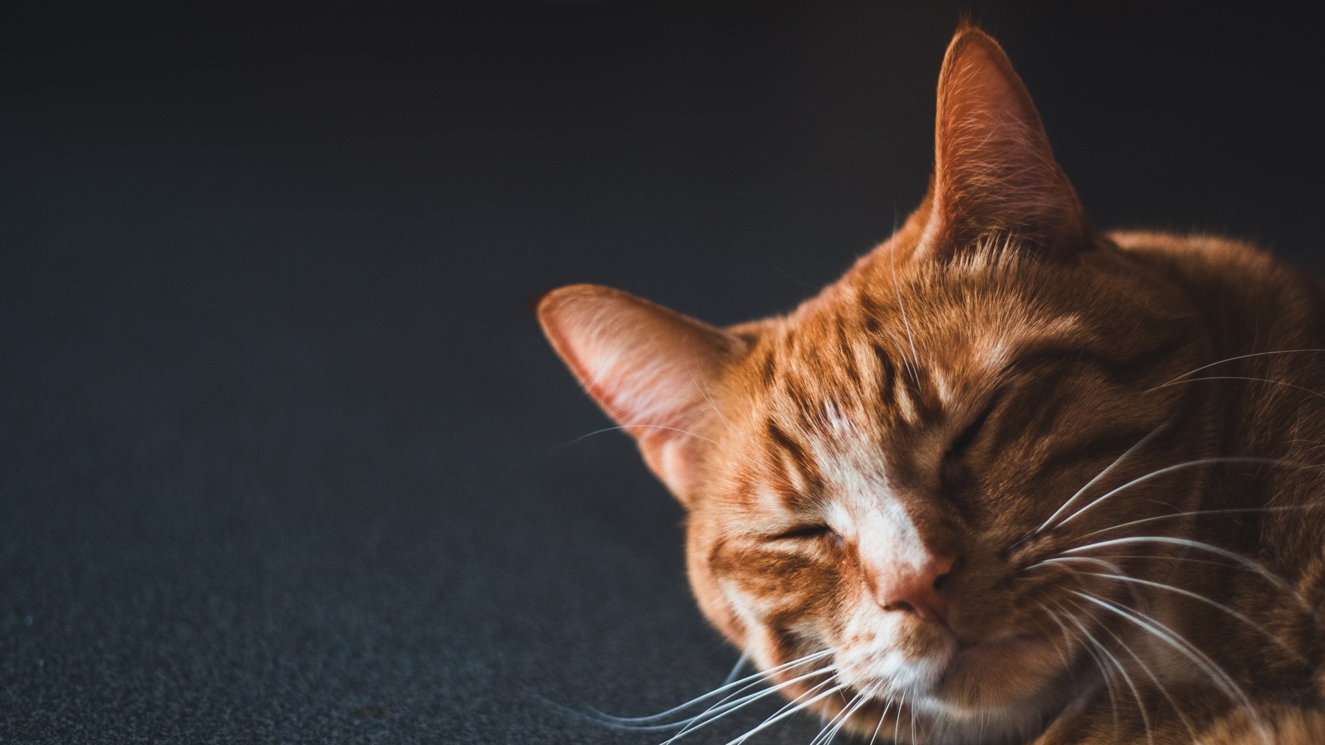 Рыжий кот спит на черной поверхности