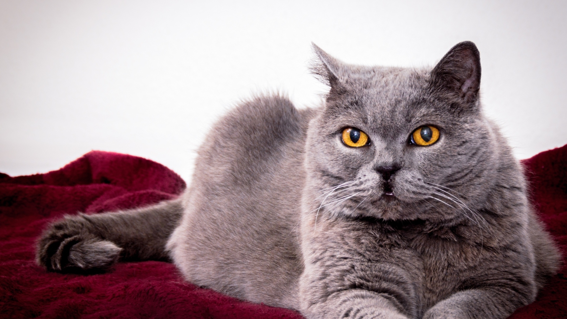 Серый породистый кот с желтыми глазами 
