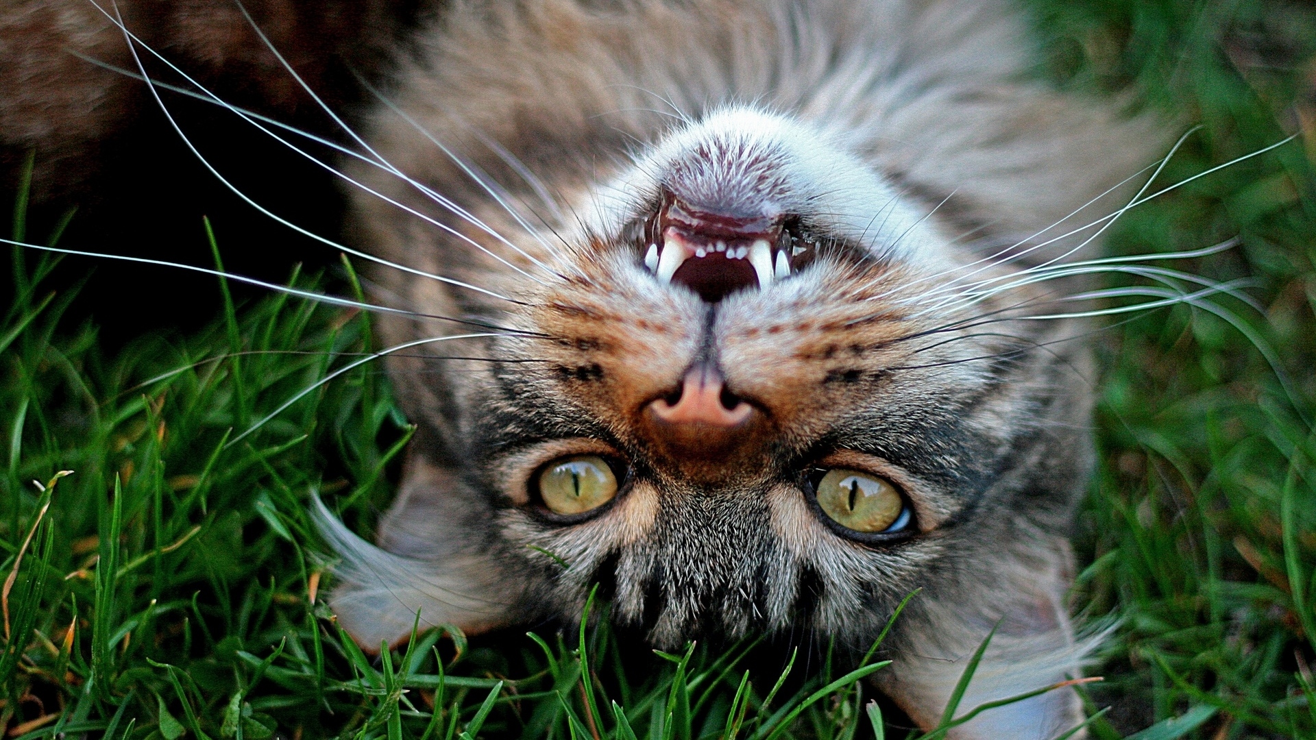 Серый довольный кот лежит на зеленой траве