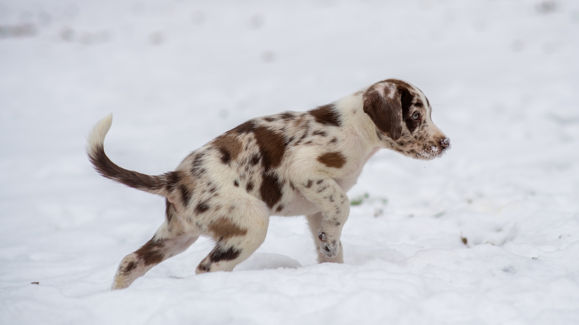 Маленький пятнистый щенок идет по снегу