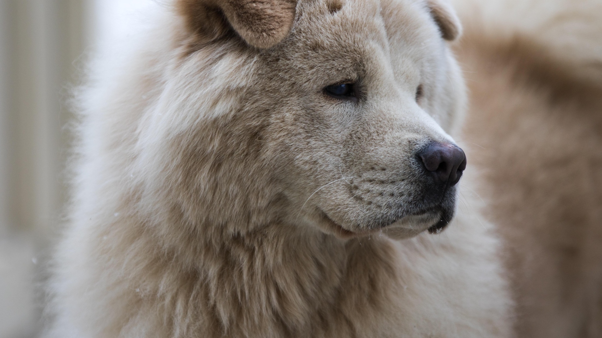 Большой старый пес акита ину