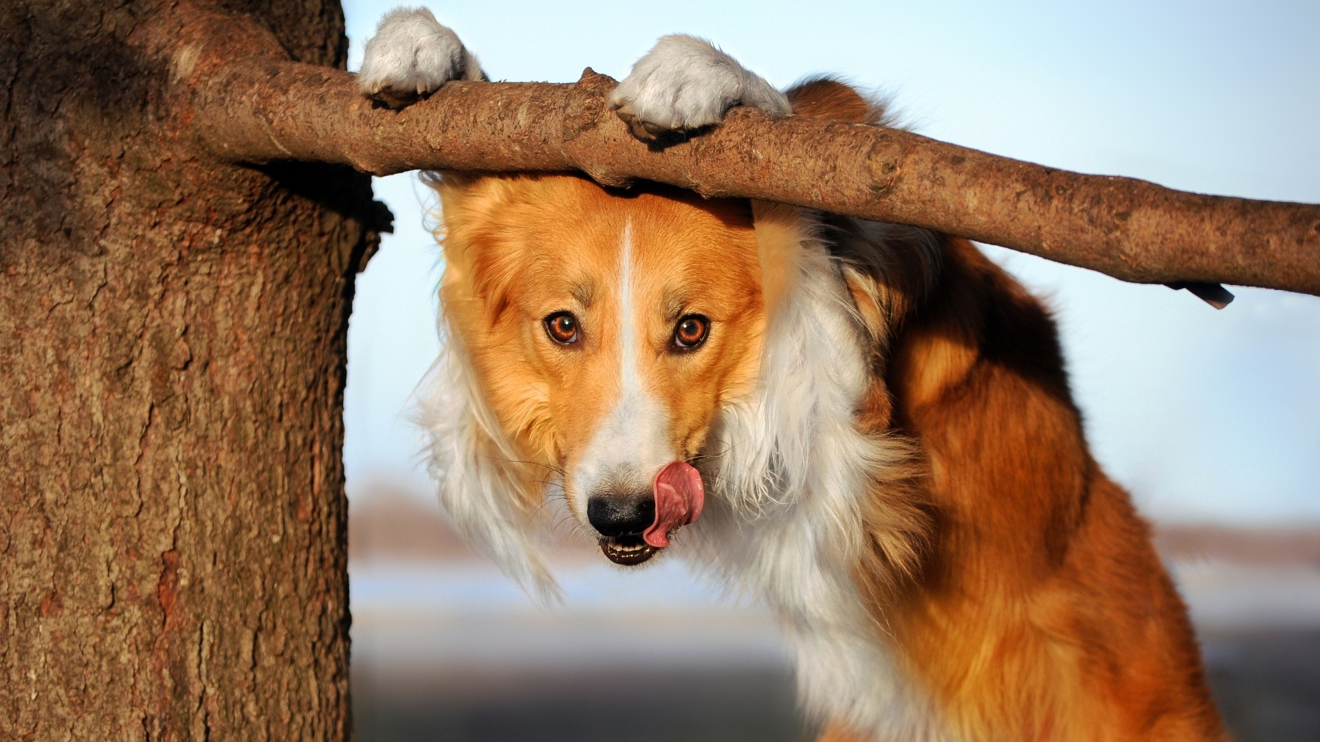 Собака бордер колли с высунутым языком у ветки