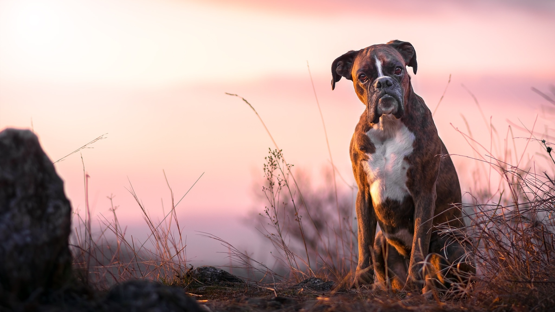 Боксер сидит на траве в лучах солнца