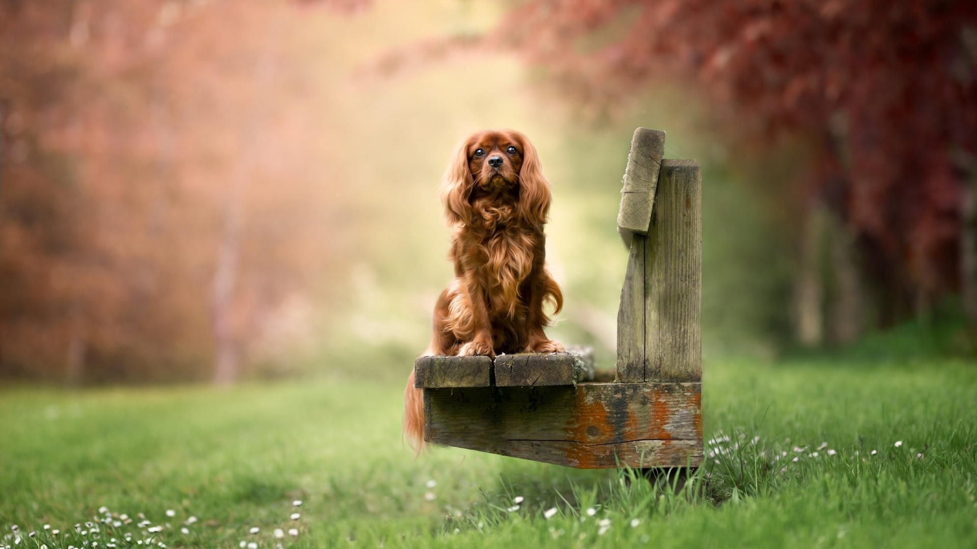 Коричневый кинг чарльз спаниель сидит на лавке