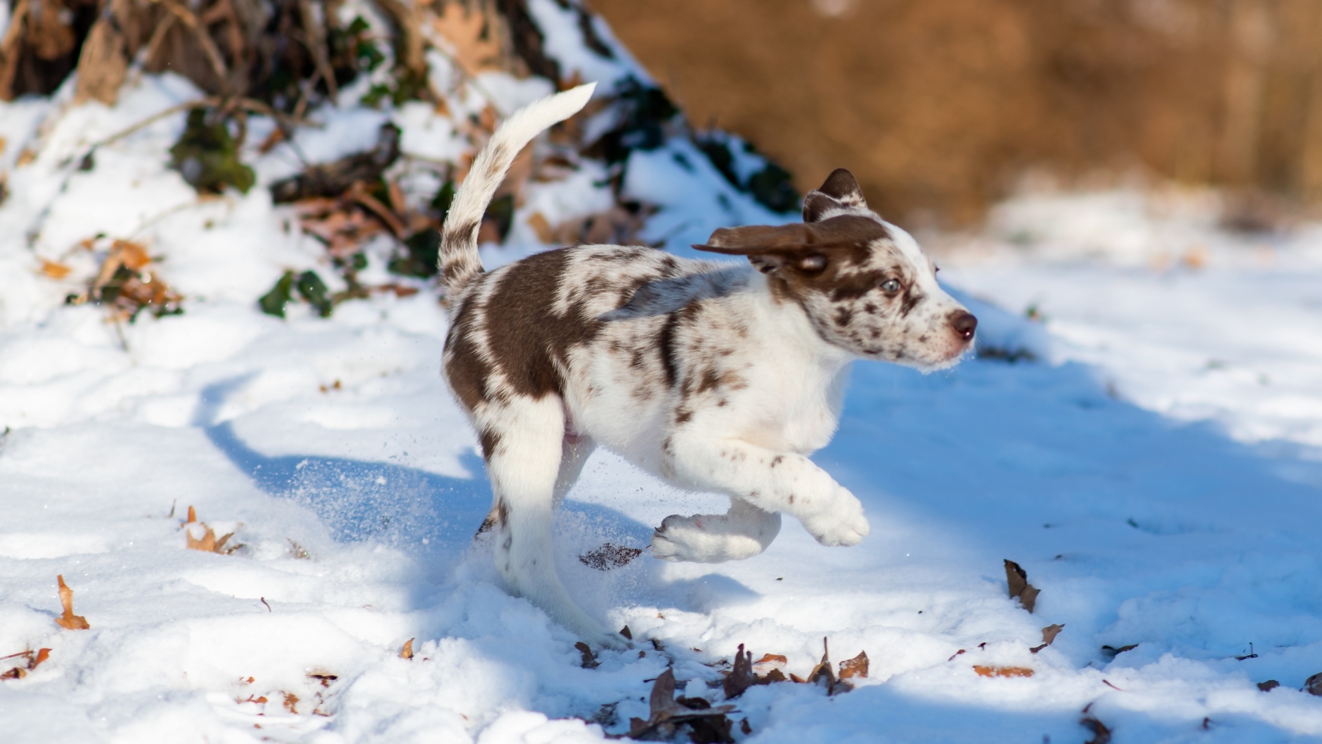 Cheerful puppy runs in the snow