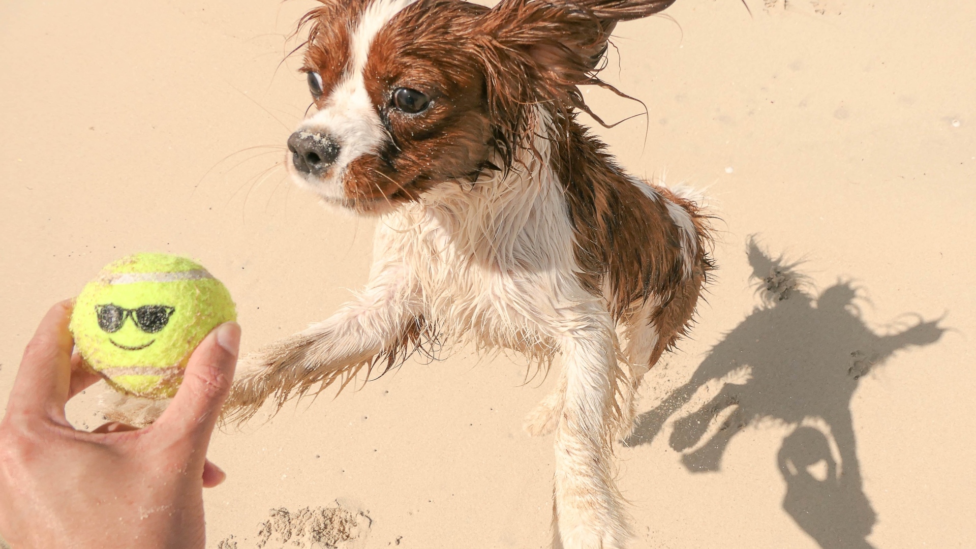 Собака играет с мячом на песке