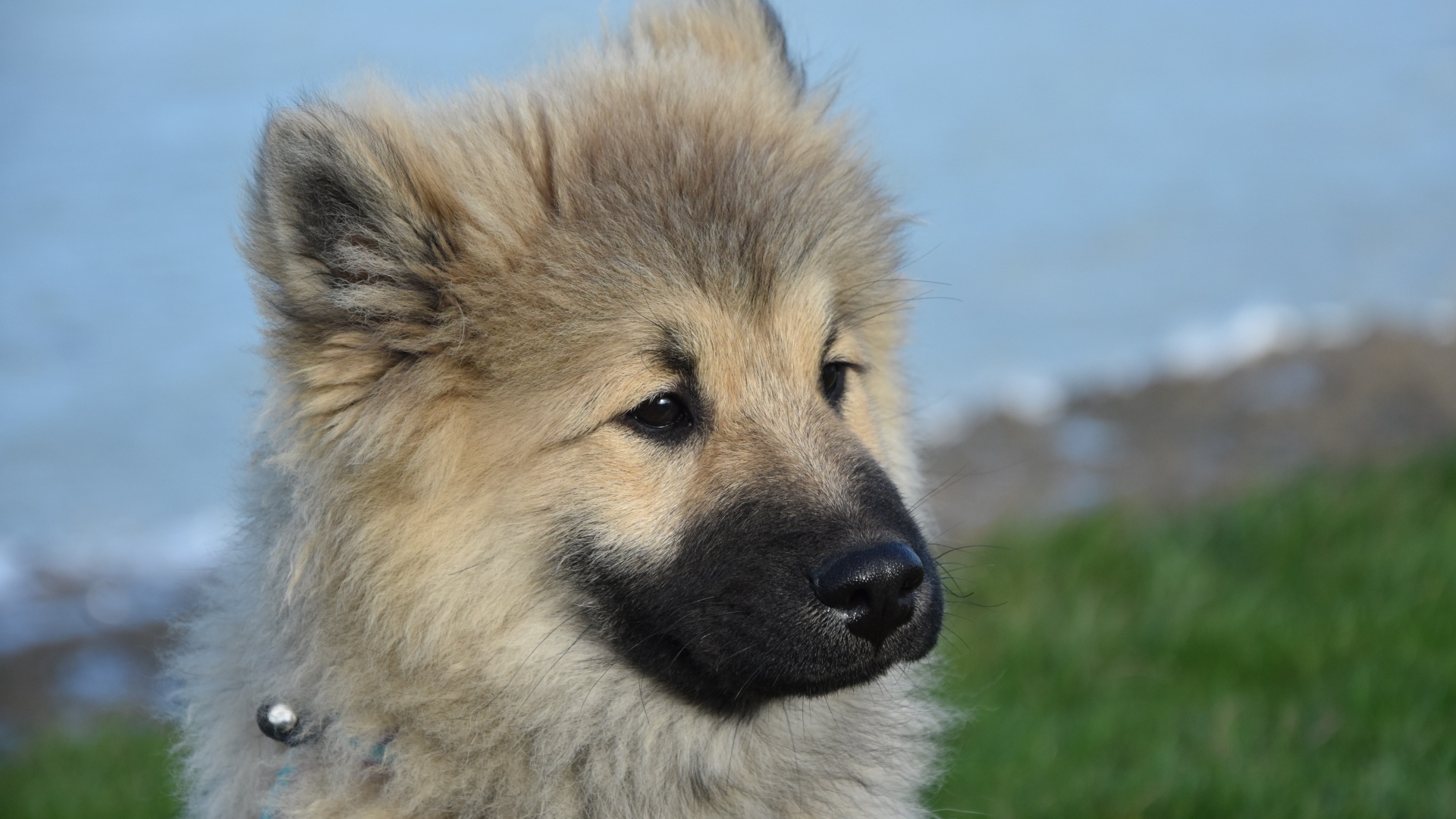 Щенок евразиер на зеленой траве