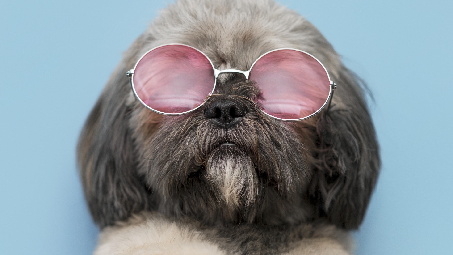 Пушистый пес в очках на голубом фоне
