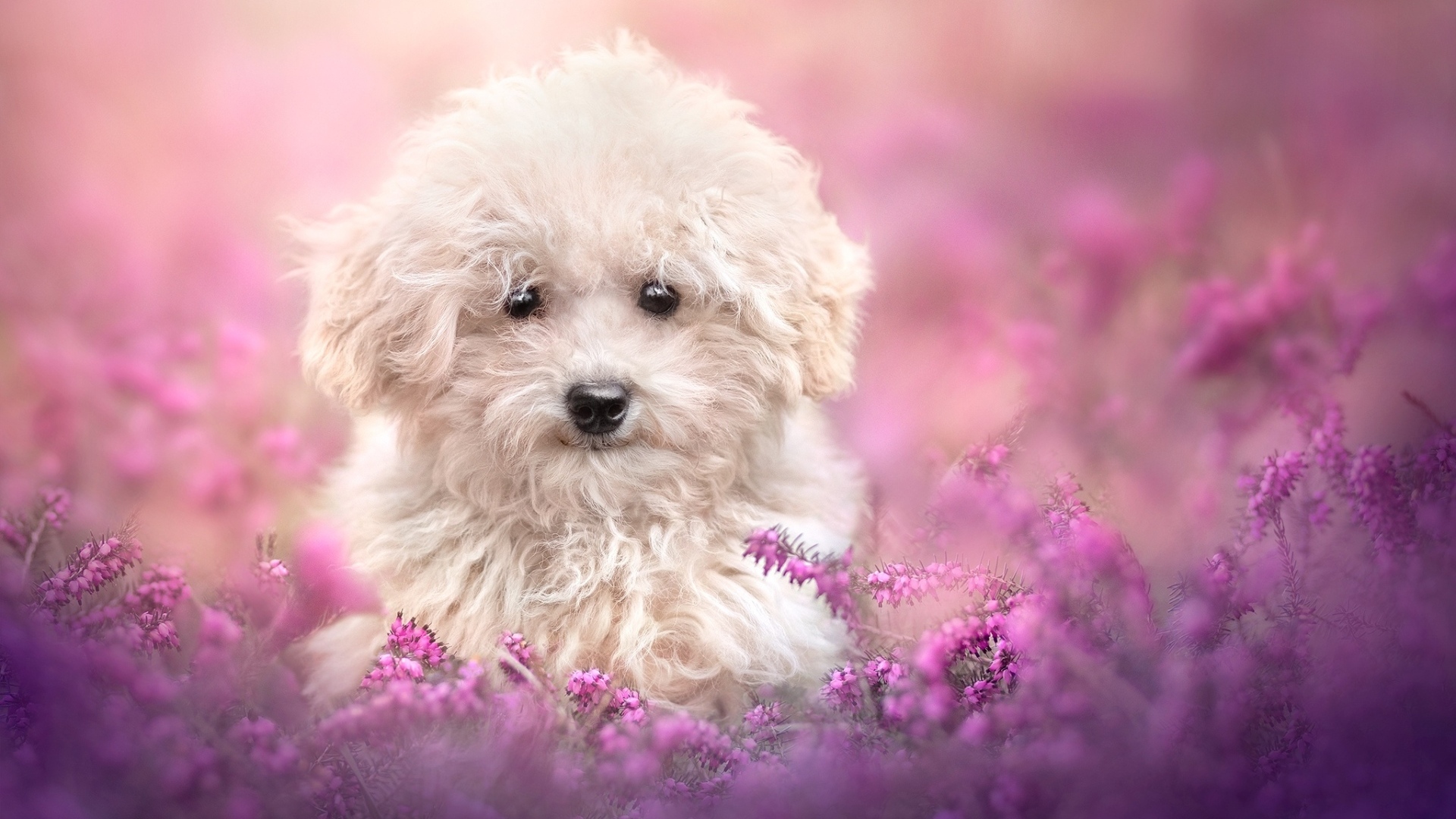 Пушистый белый пес в розовых цветах