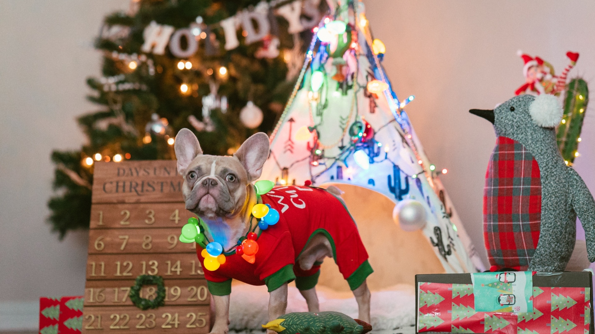 Французский бульдог с декором на Рождество