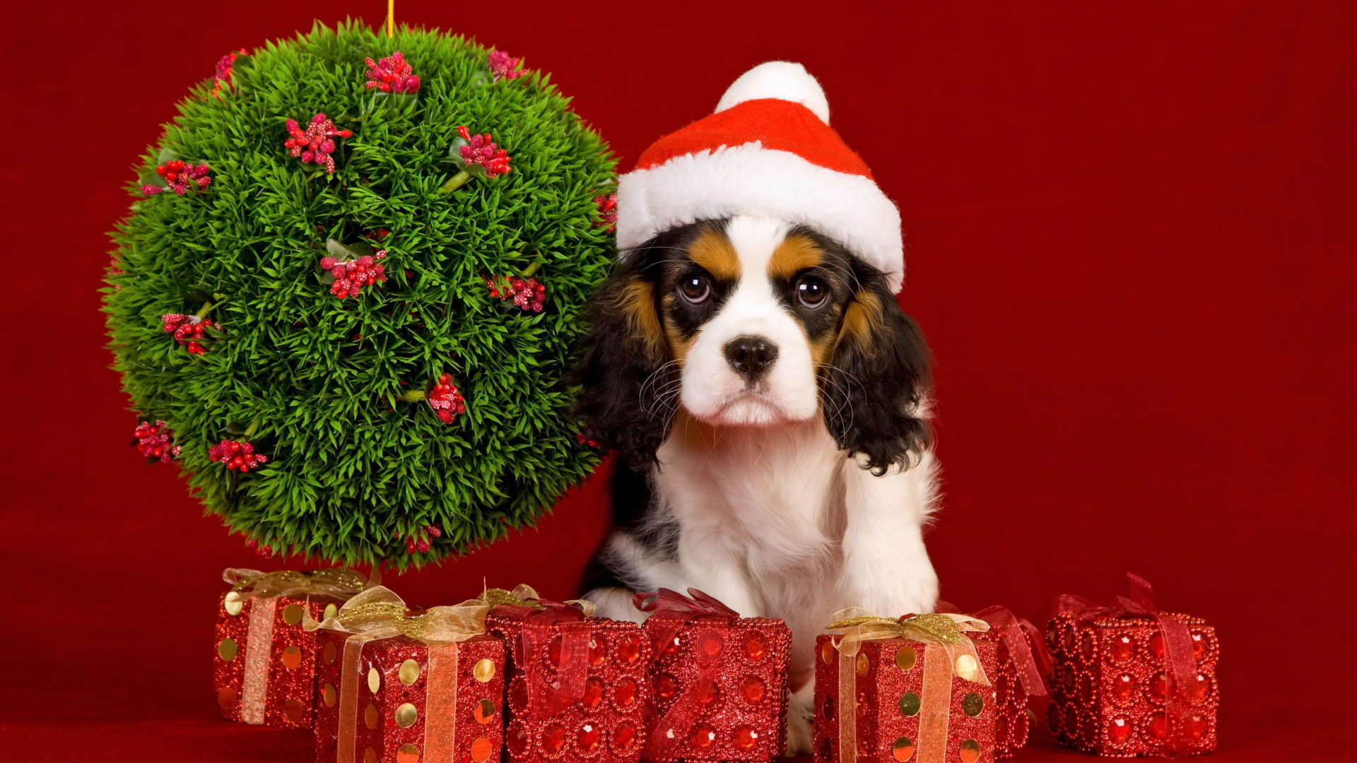 Кинг чарльз спаниель с подарками на Рождество