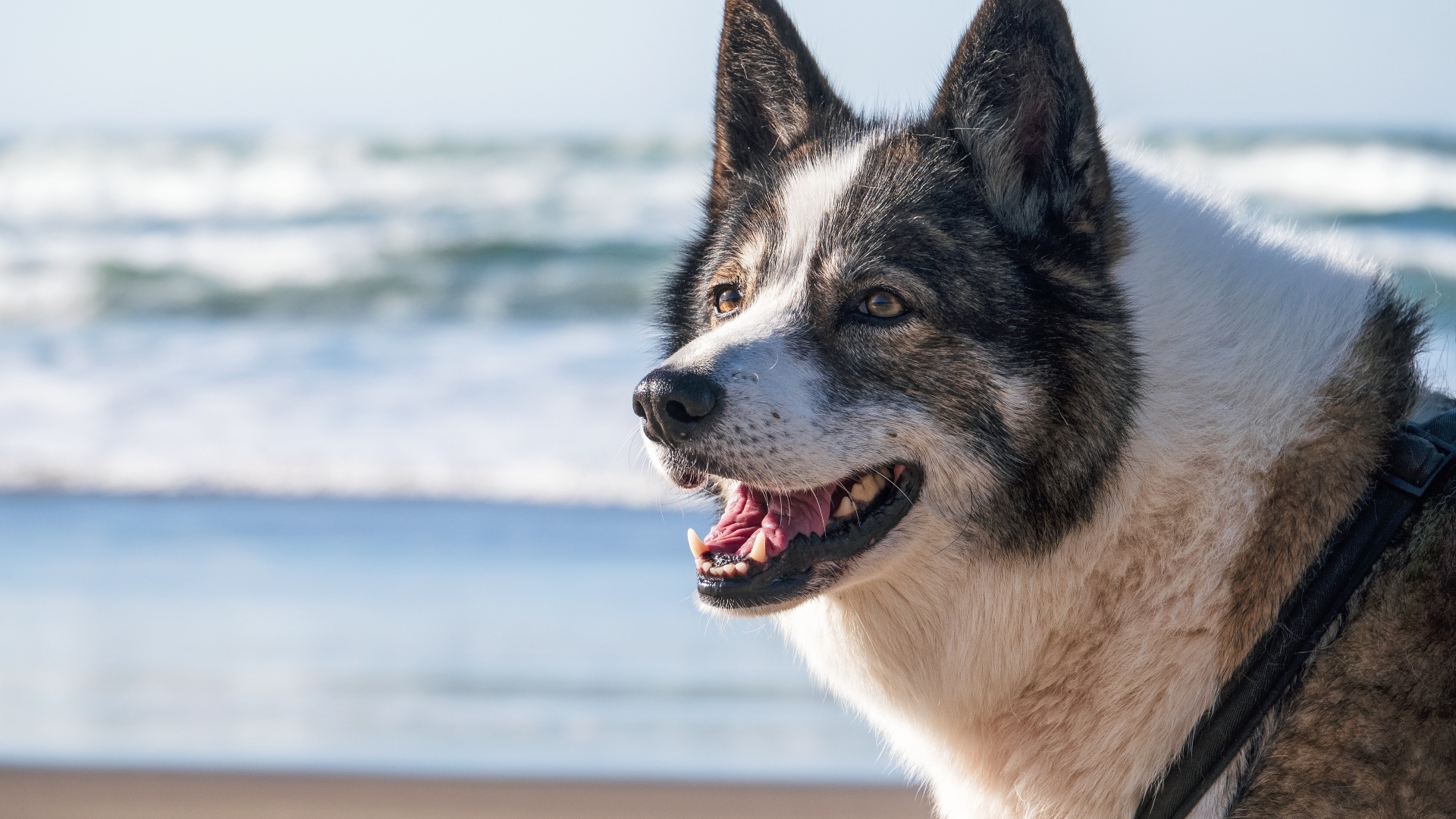Лайка с открытой пастью на берегу моря