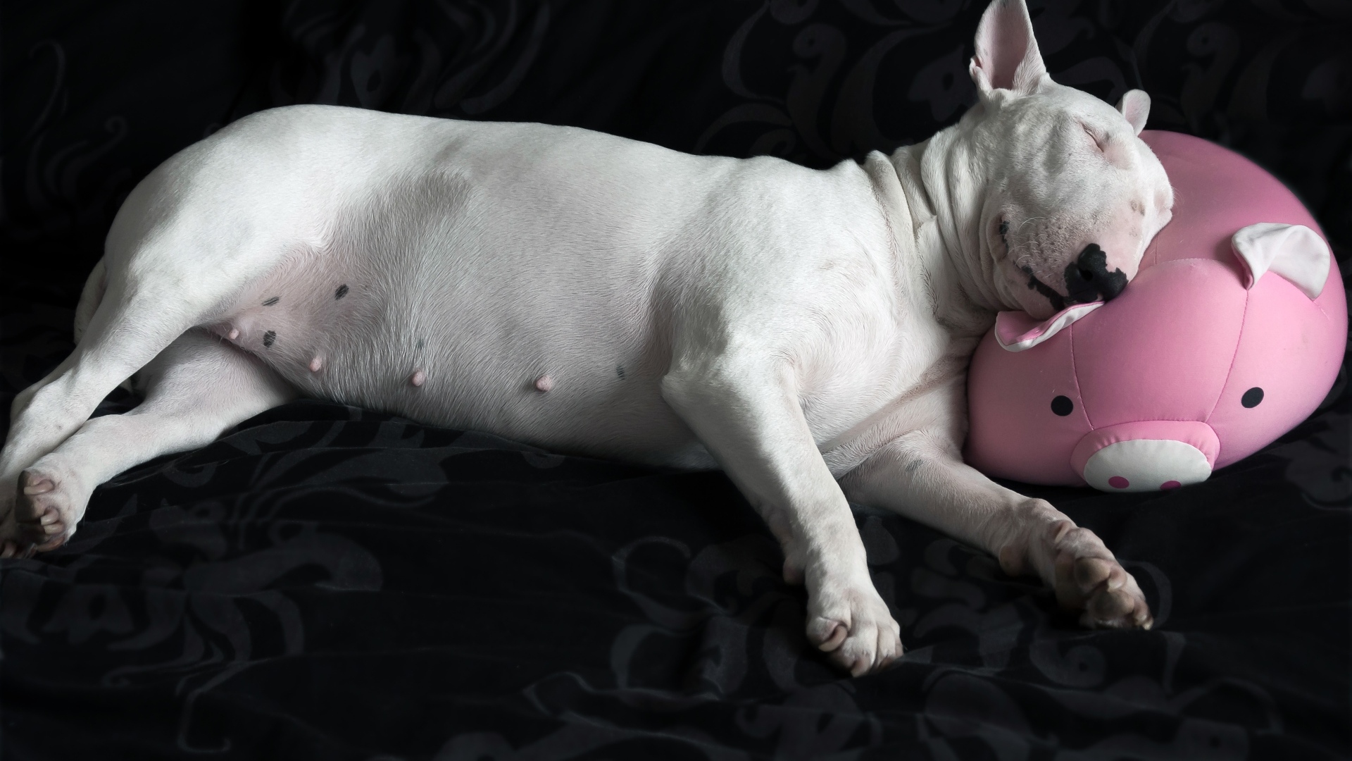 Large white bull terrier sleeping on a pillow