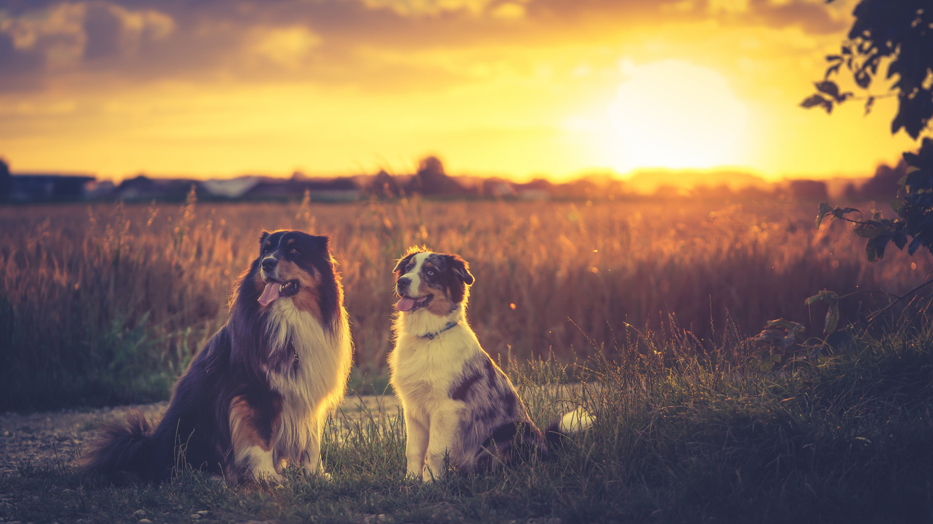 Две австралийские овчарки в лучах солнца на поле