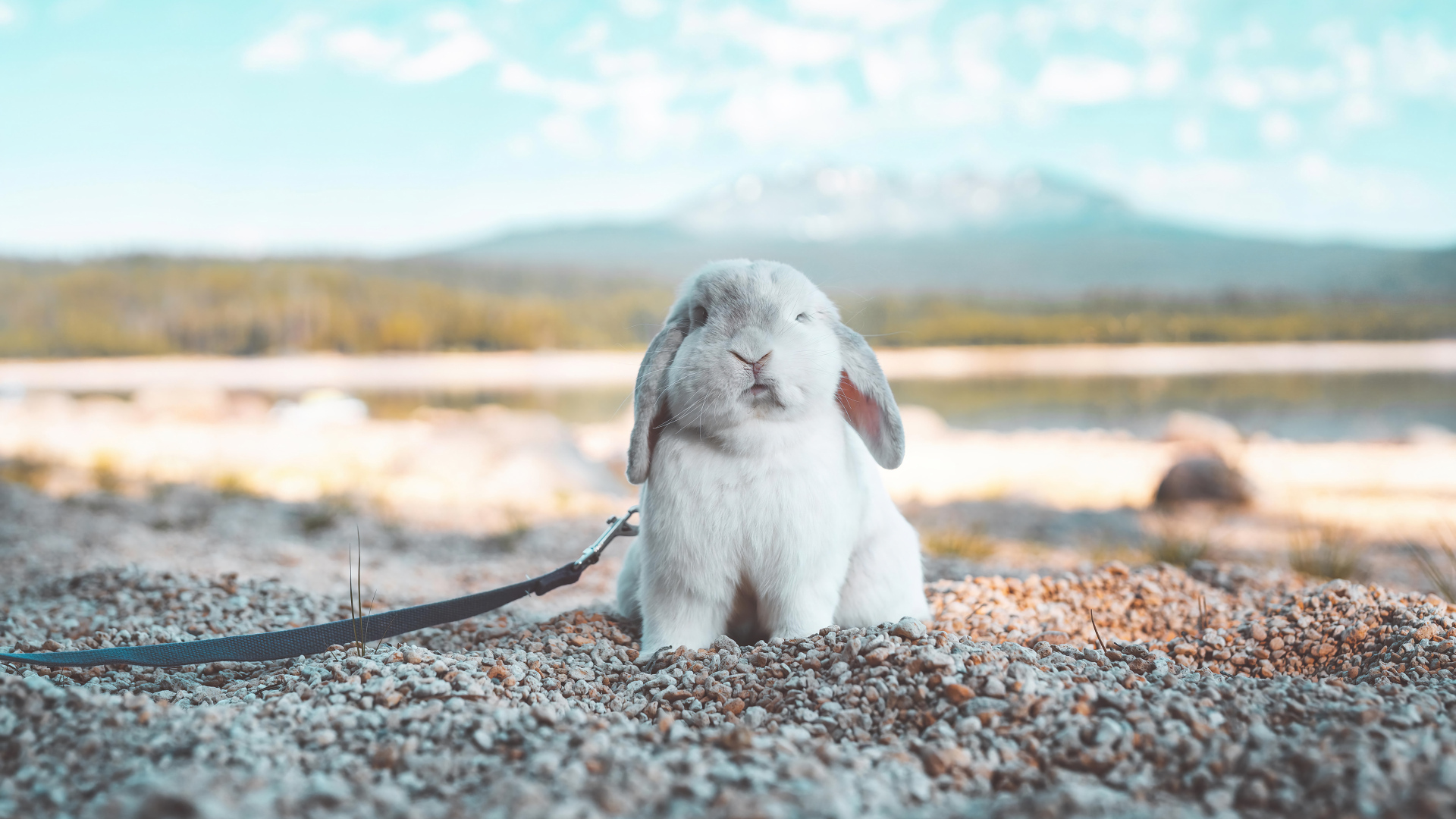 Декоративный кролик сидит на морской гальке