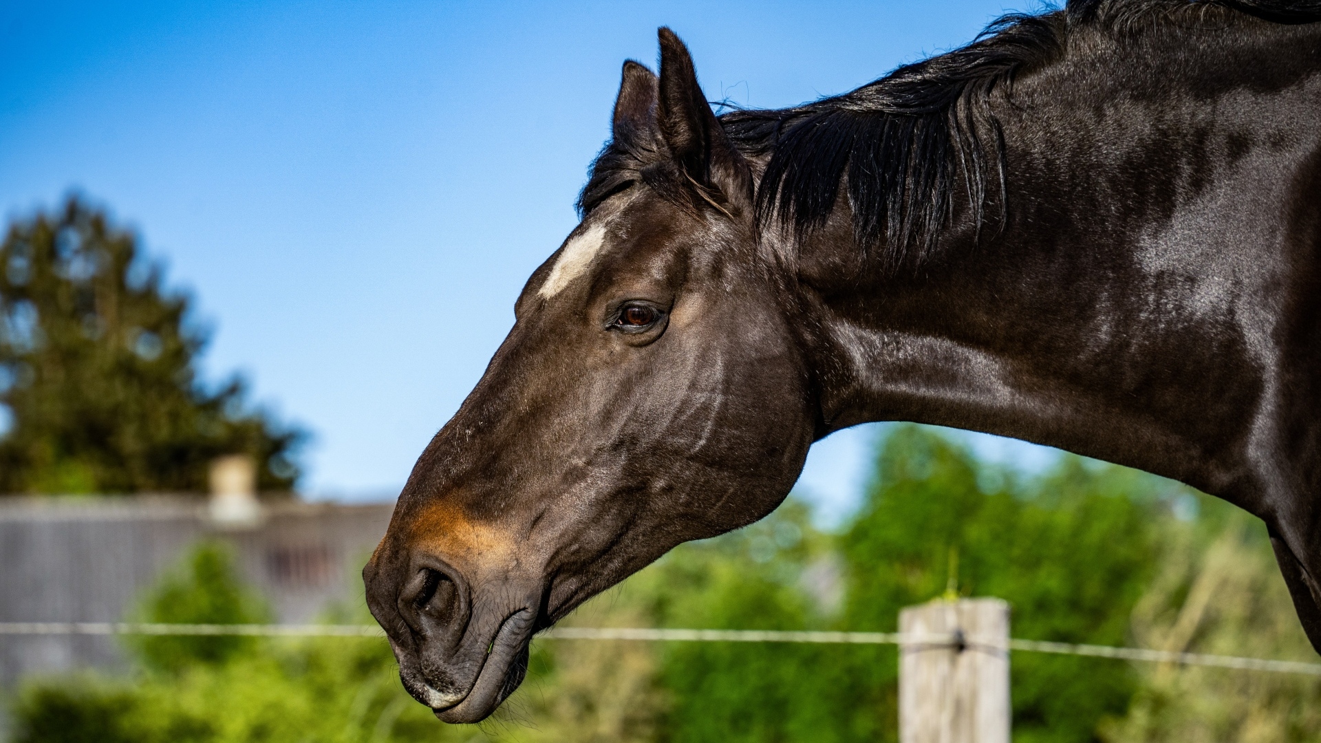 Голова черного коня крупным планом