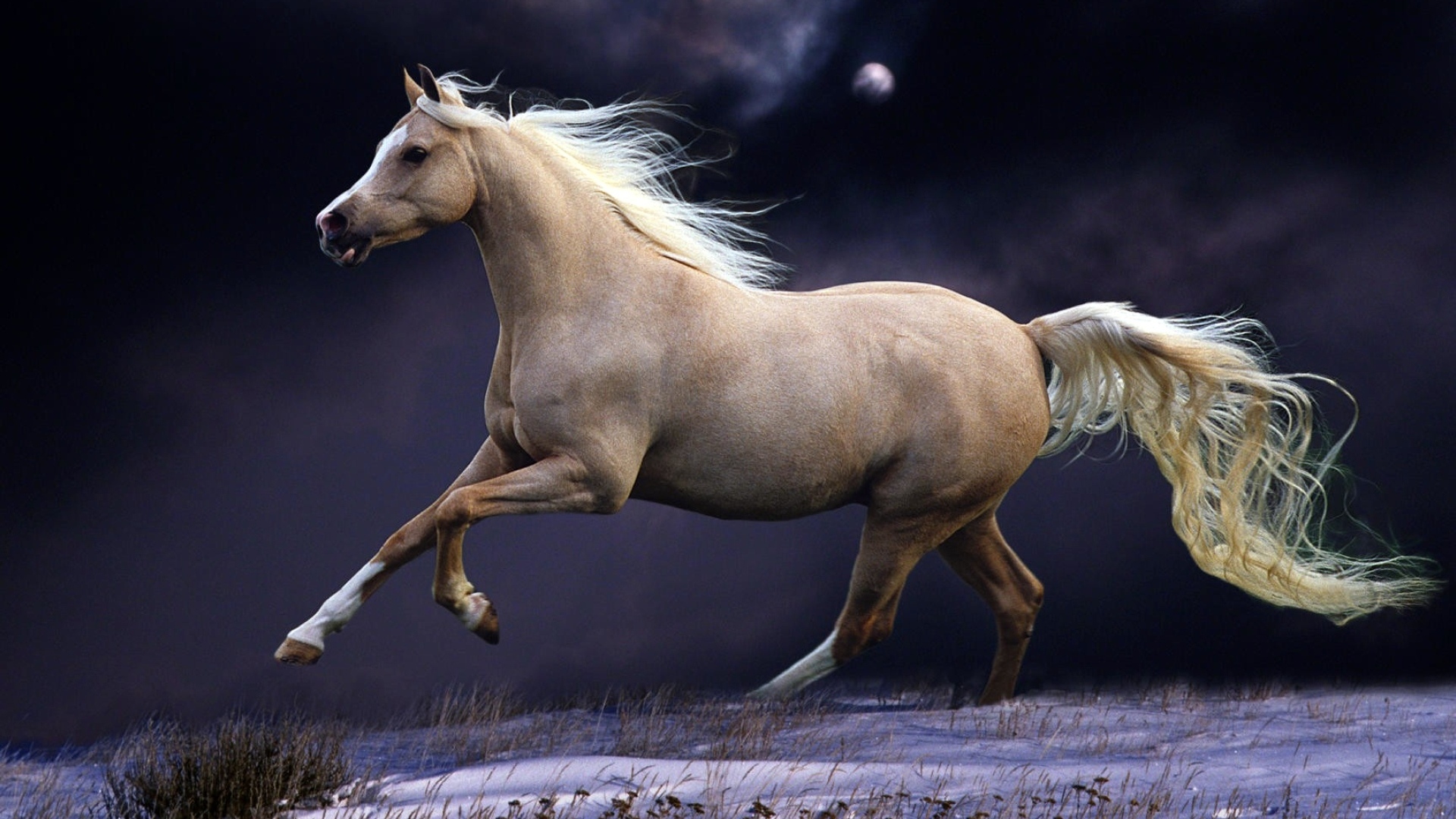 Коричневая лошадь скачет по полю ночью 