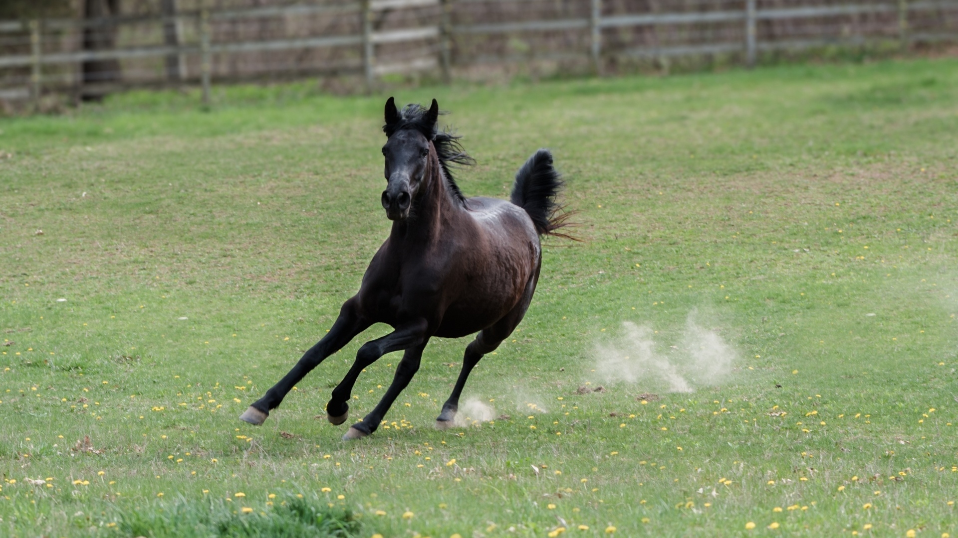 Галоп большого черного коня по зеленой траве