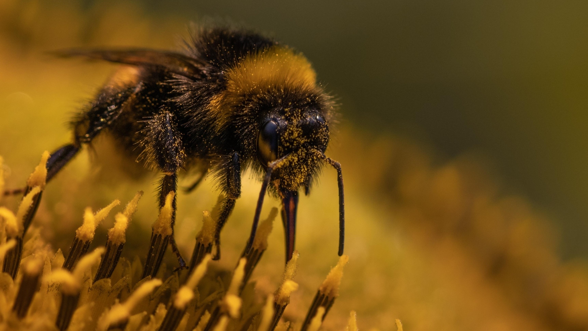 Пчела собирает пыльцу с цветка подсолнуха