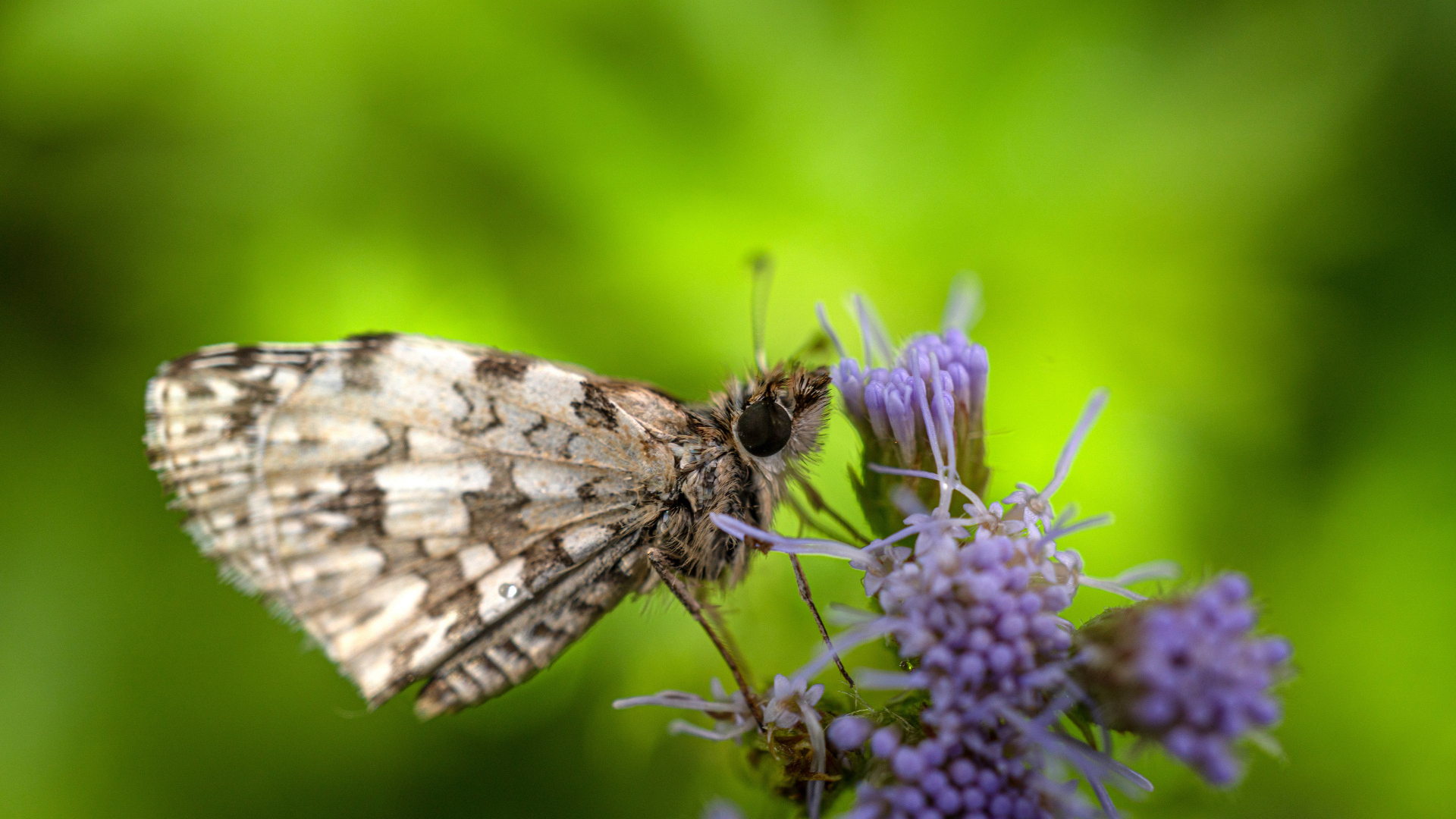 Коричневая бабочка сидит на фиолетовом полевом цветке