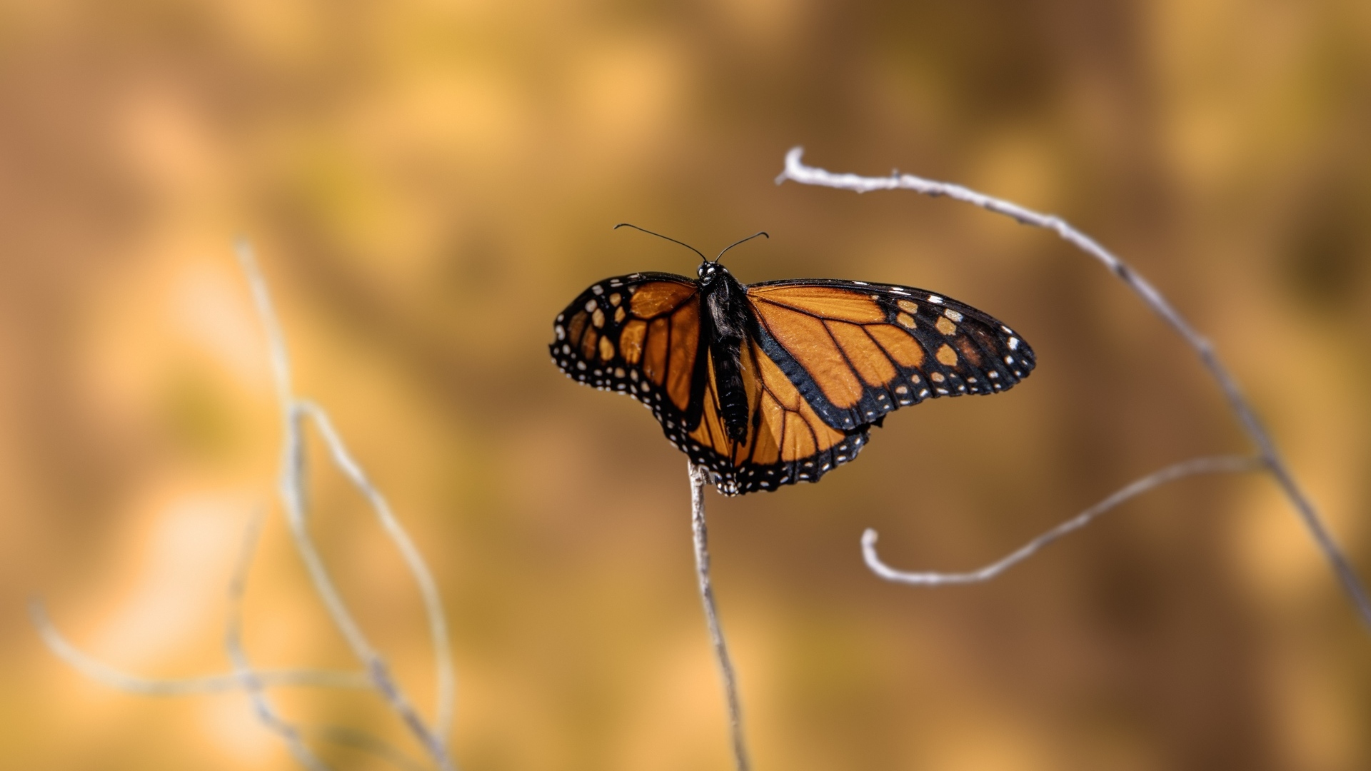 Коричневая бабочка сидит на тонкой ветке