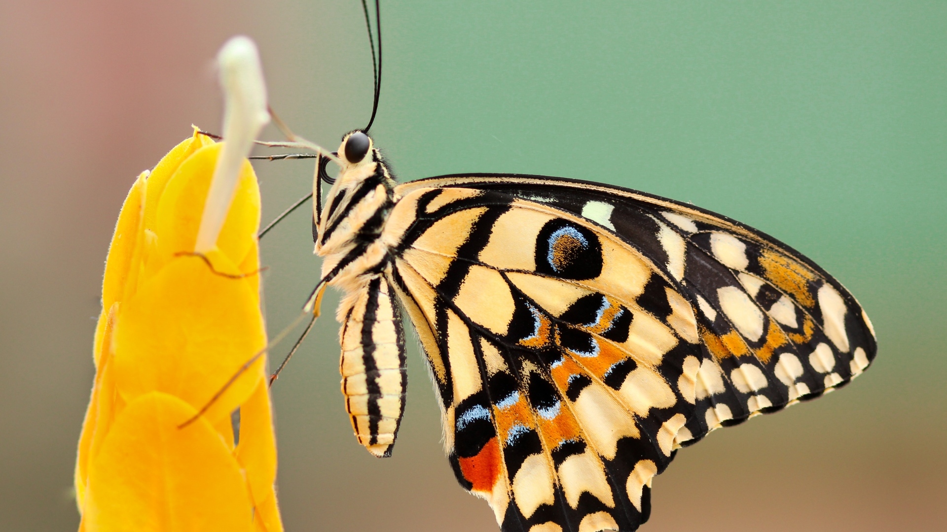 Большая красивая бабочка сидит на желтом цветке