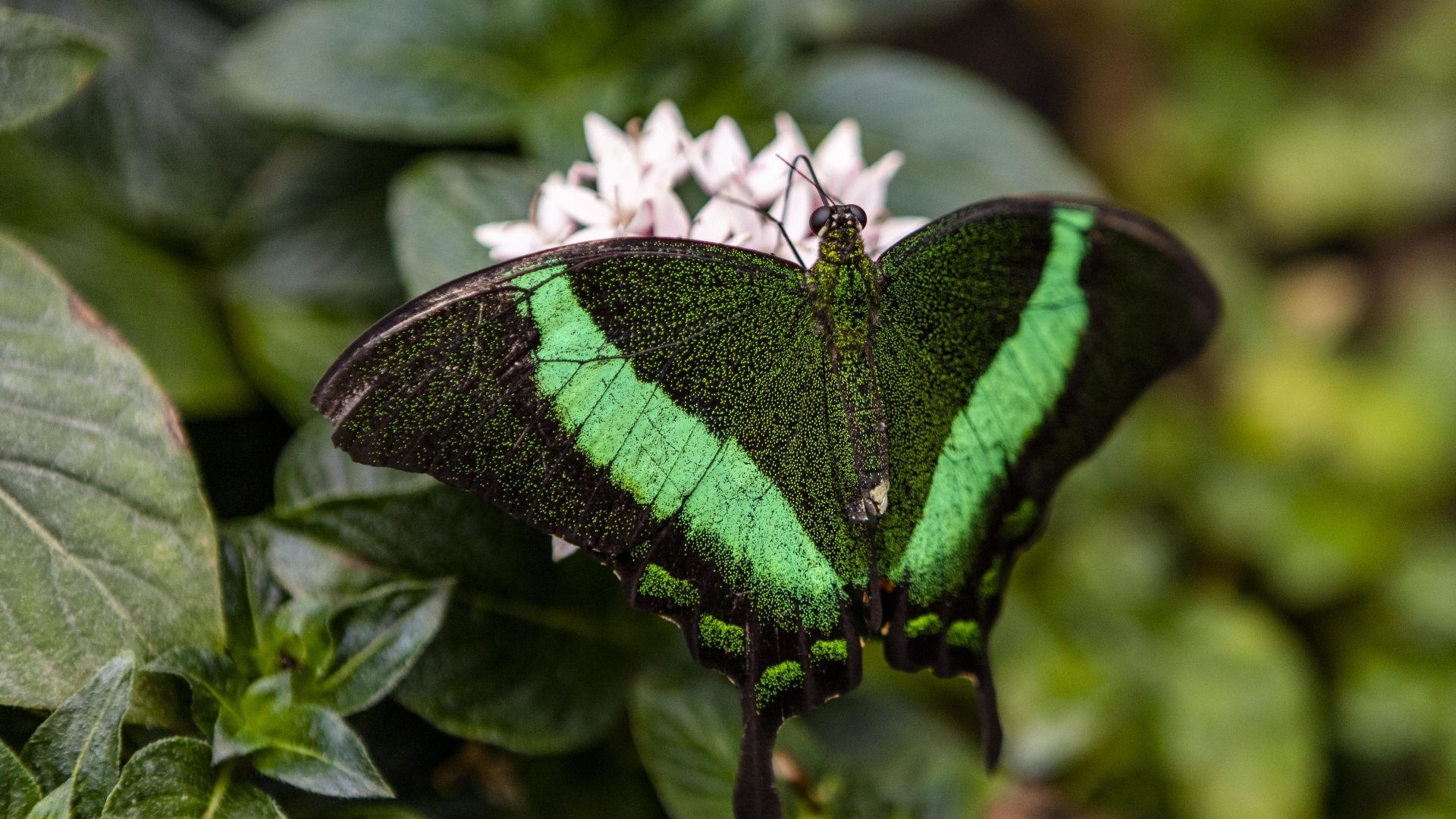 Большая зеленая бабочка сидит на листке