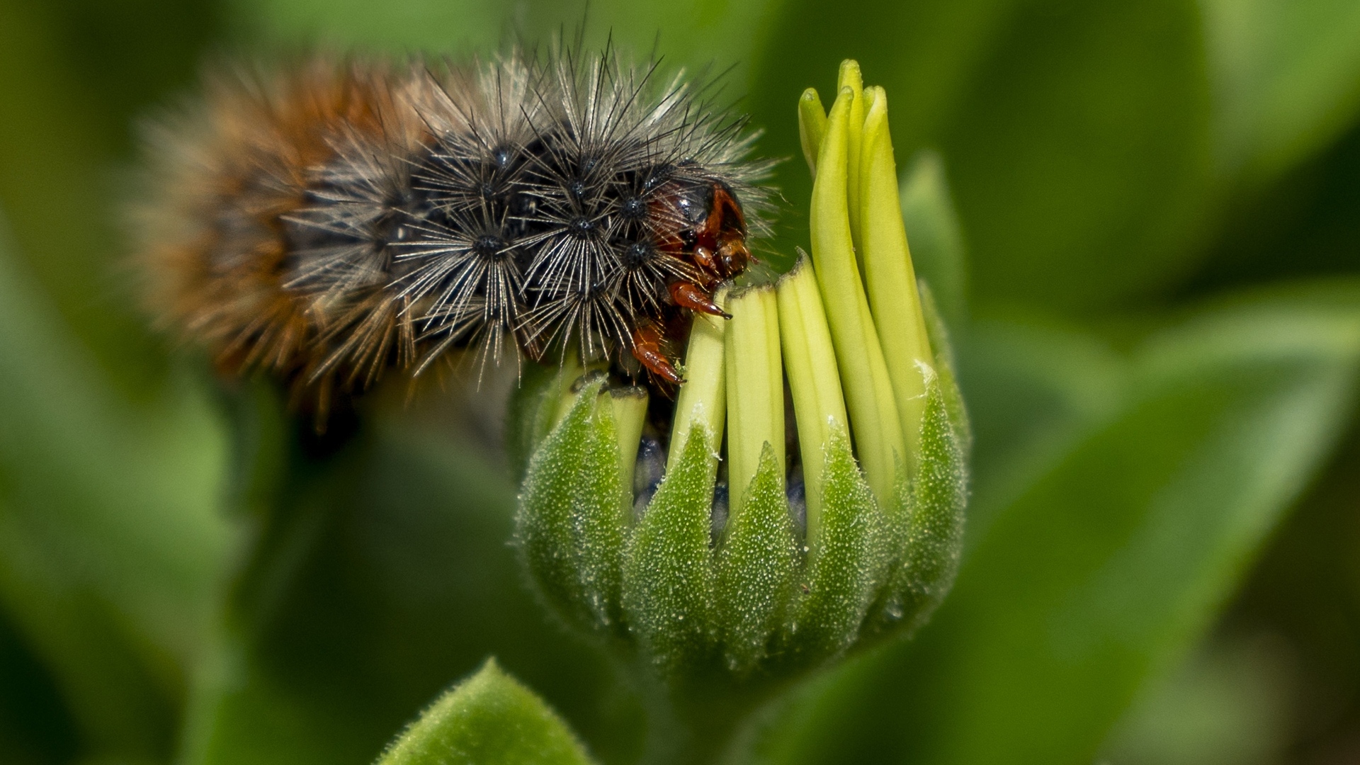 Лохматая гусеница сидит на цветке