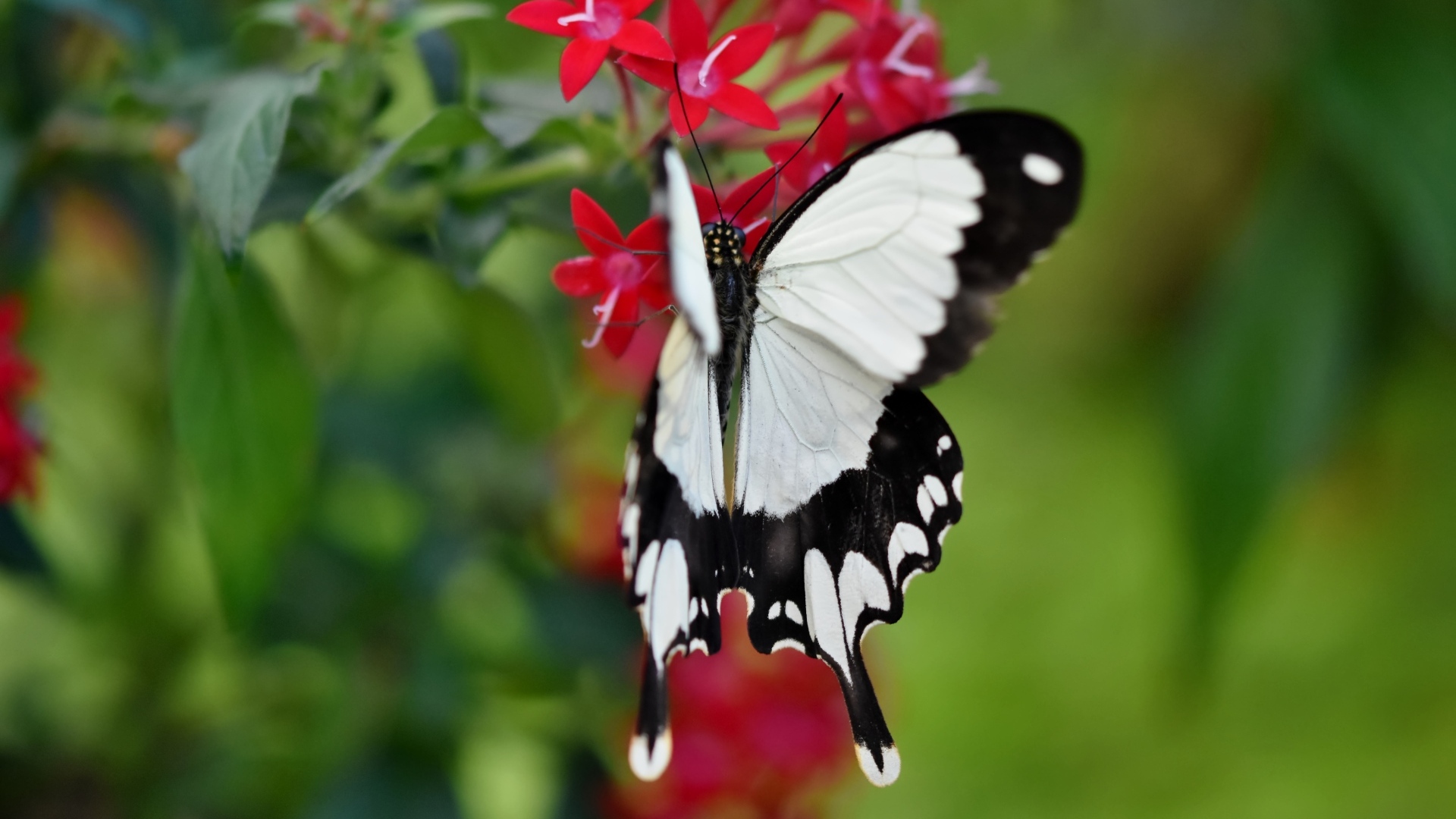 Красивая бабочка сидит на красном цветке