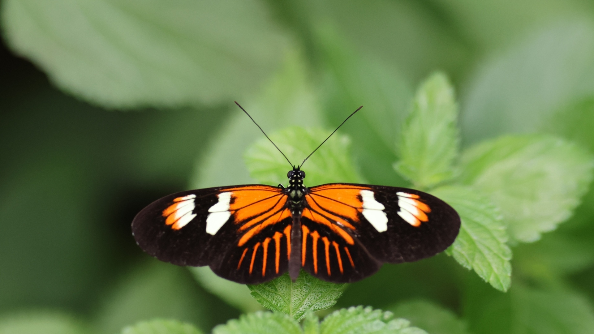 Красивая бабочка расправила крылья на зеленом листке