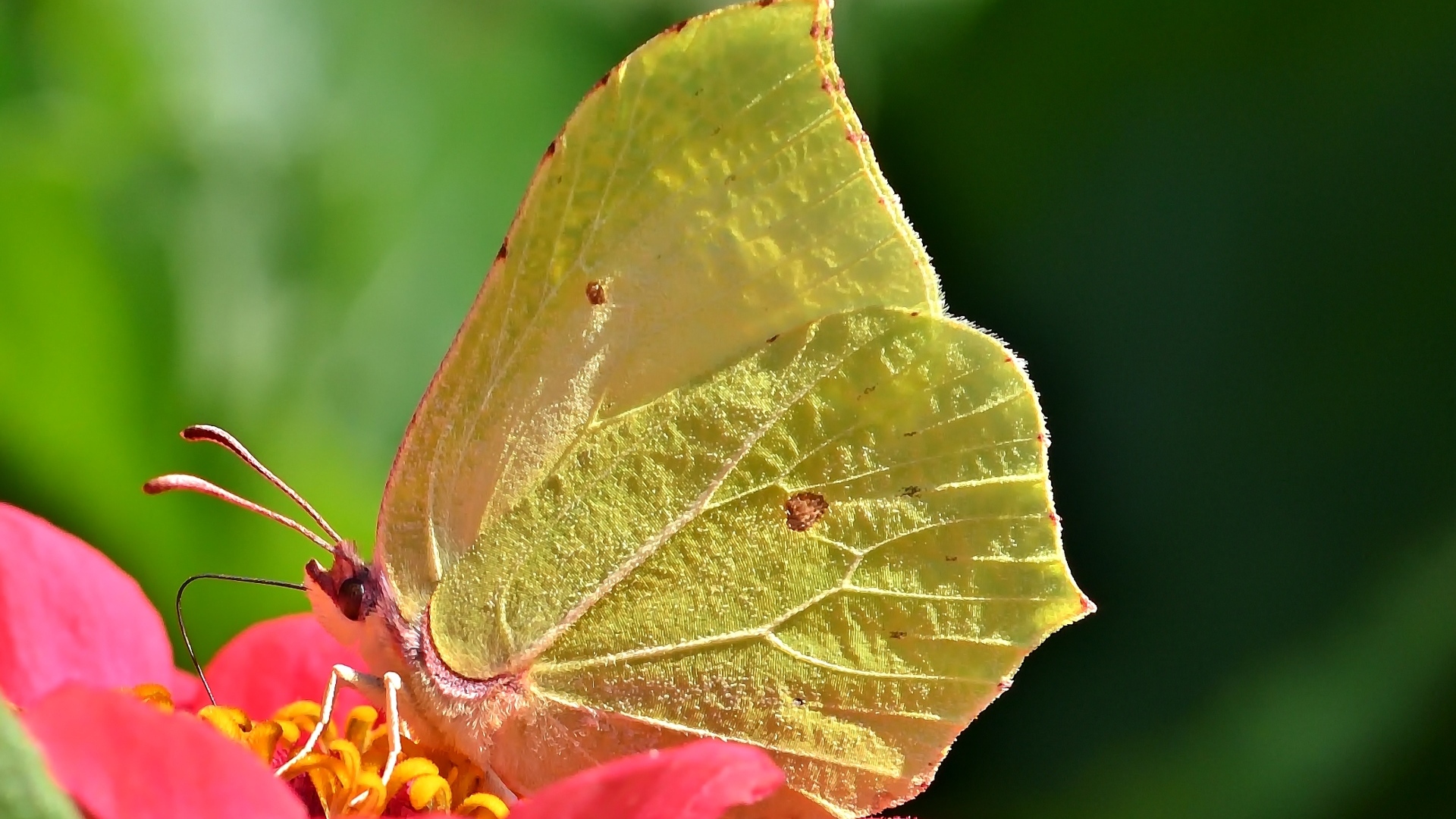 Красивая желтая бабочка сидит на цветке циннии 