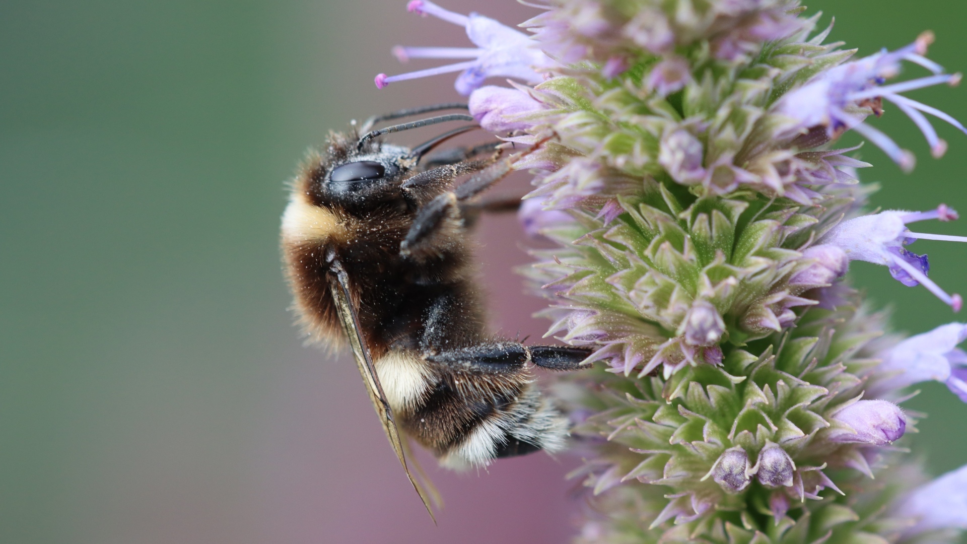 Пчела сидит на фиолетовом цветке 