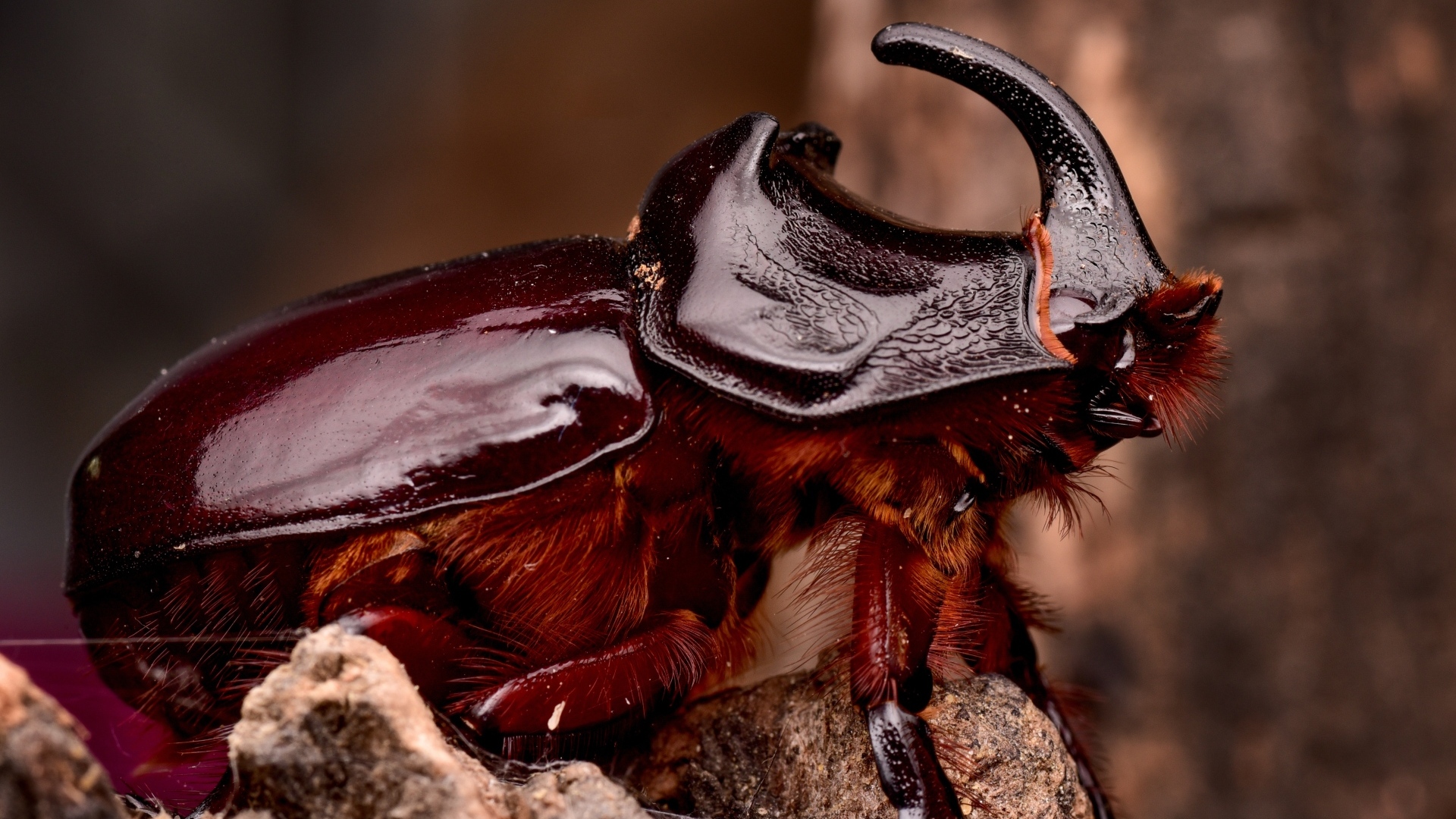 Большой коричневый жук носорог 