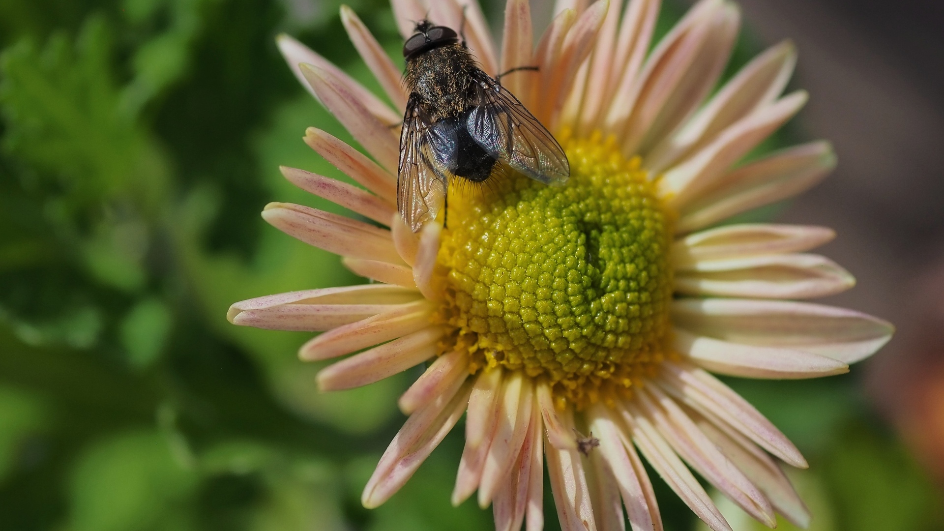 Черная муха сидит на цветке астры