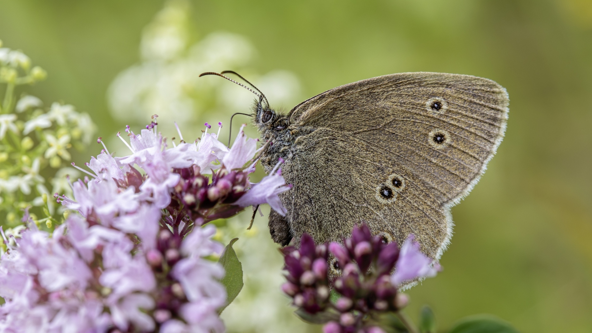 Коричневая бабочка сидит на сиреневом цветке