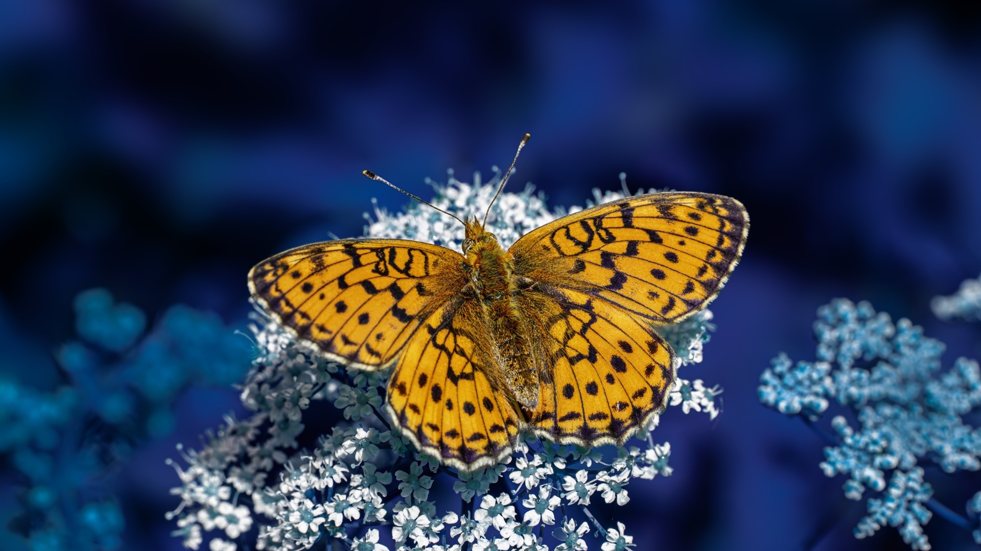 Коричневая бабочка сидит на белом цветке