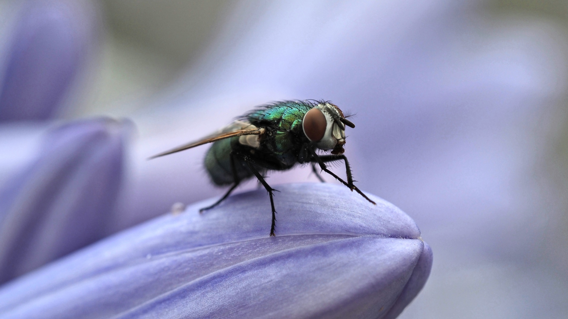 Зеленая муха сидит на синем цветке
