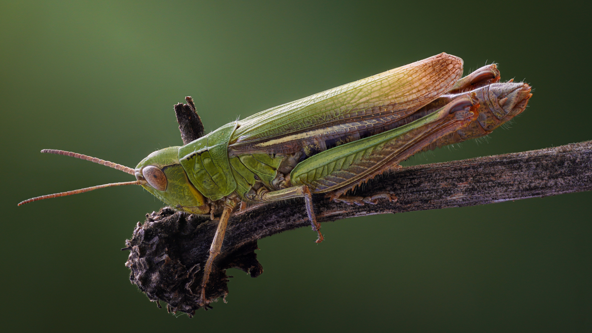 Зеленый кузнечик на ветке крупным планом