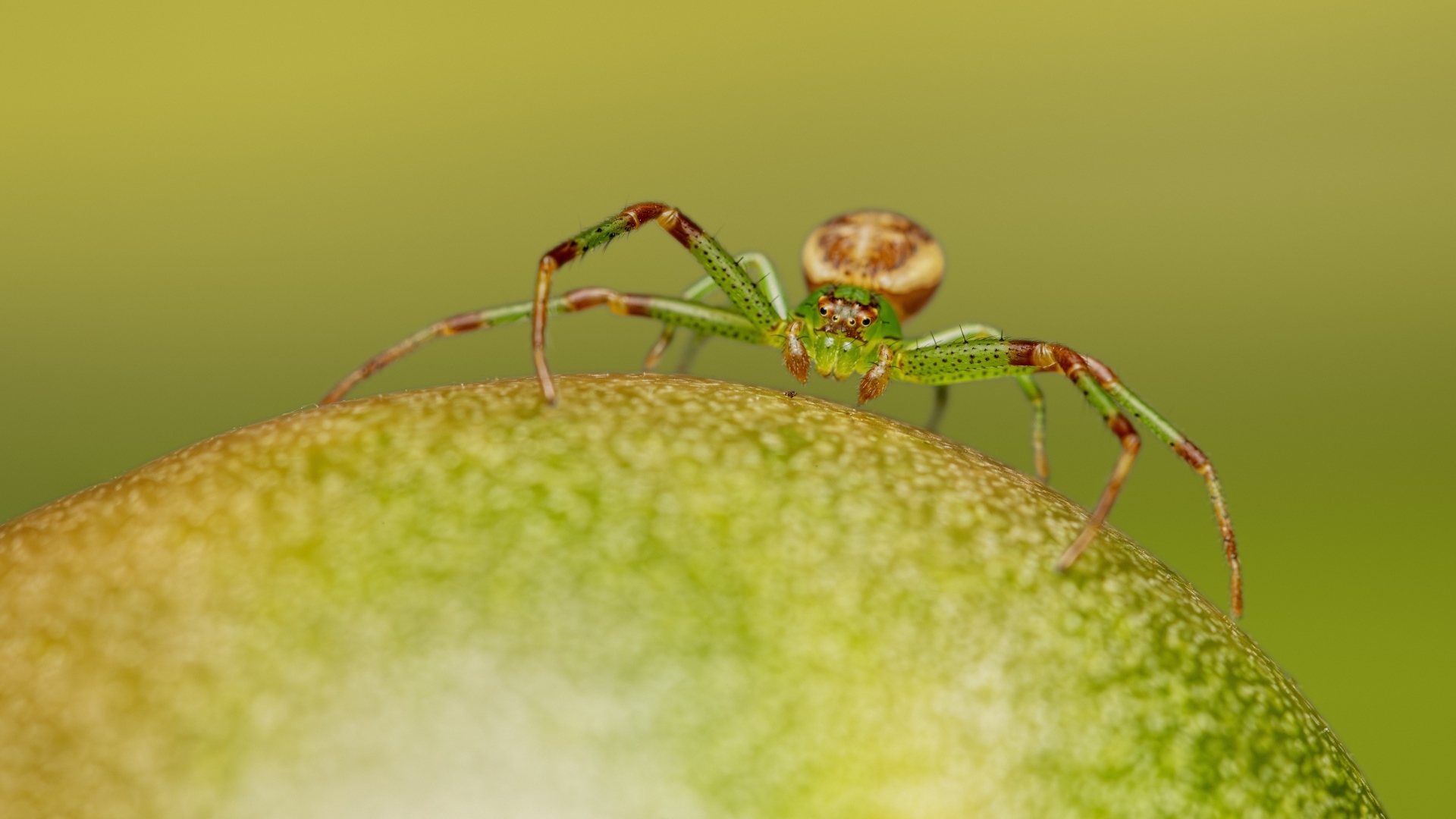 Зеленый паук сидит на фрукте