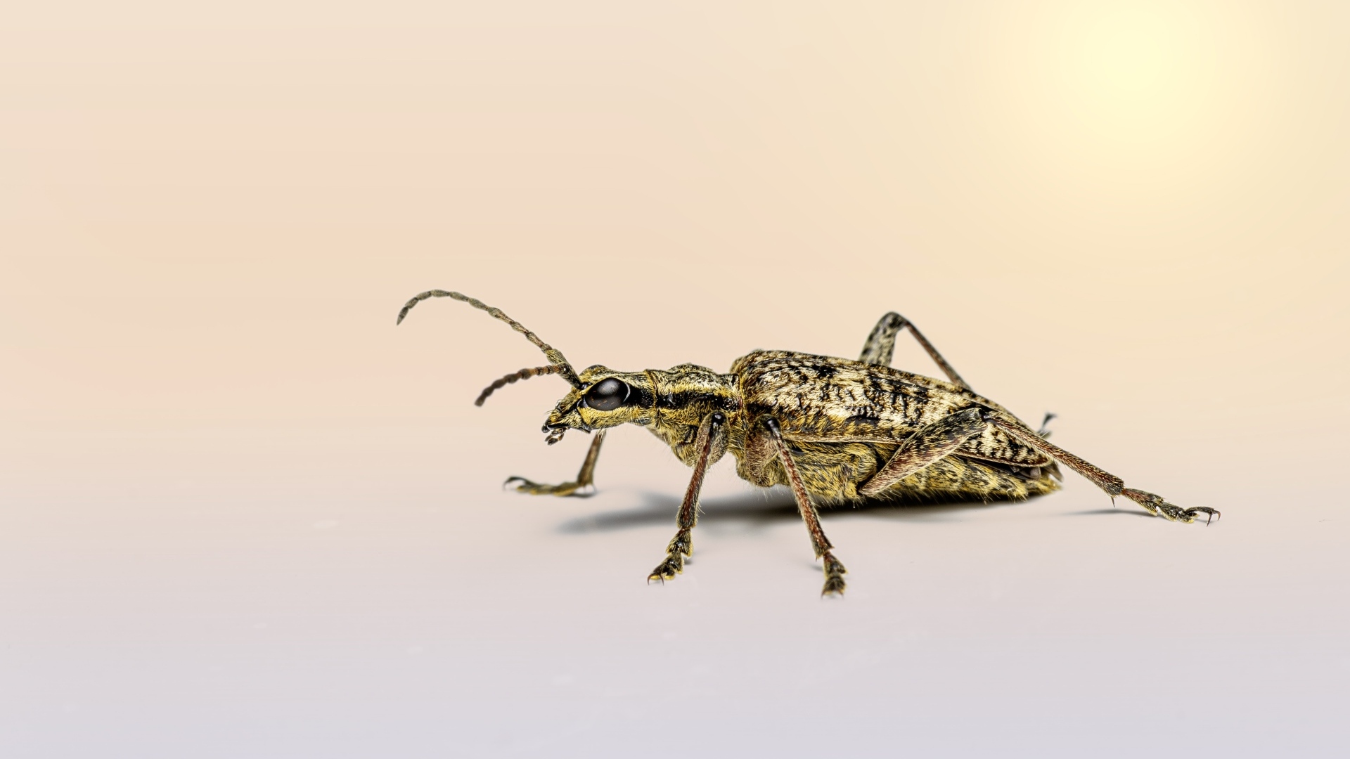 Большой чернопятнистый усач крупным планом