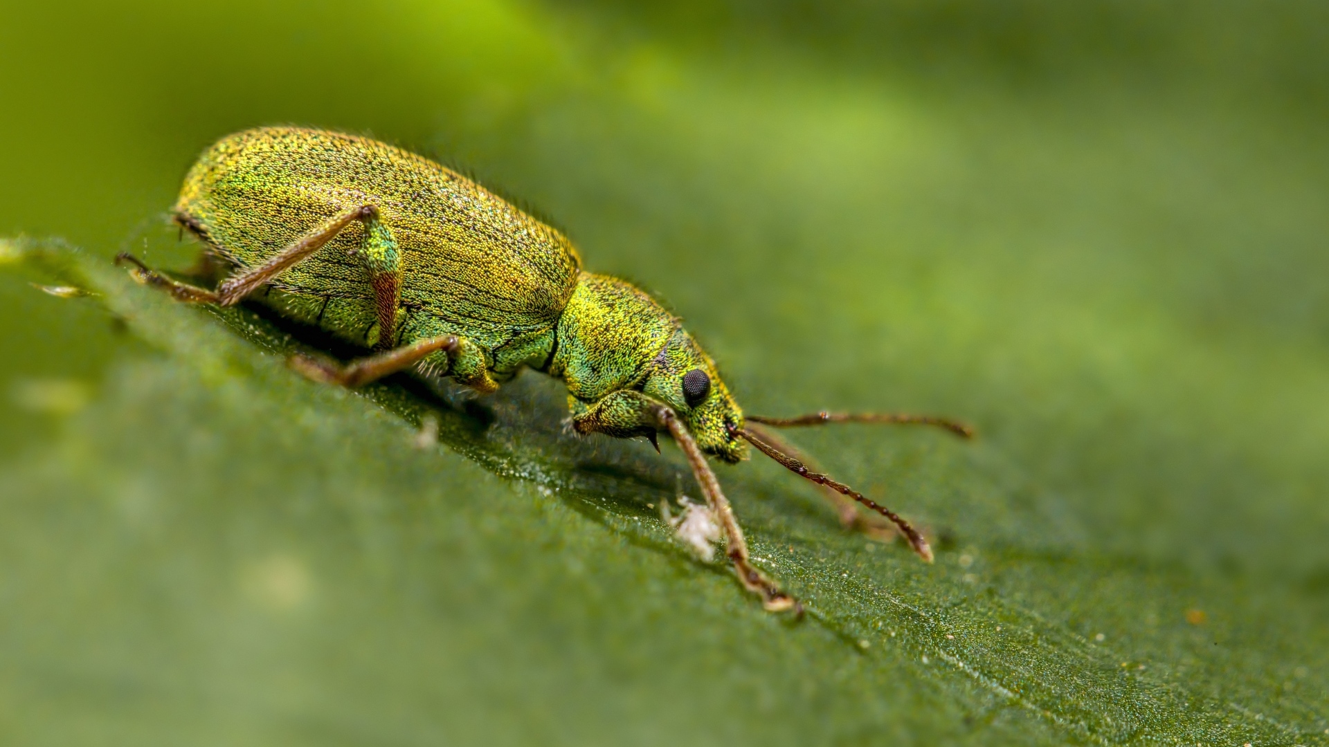 Большой зеленый жук на листке крупным планом