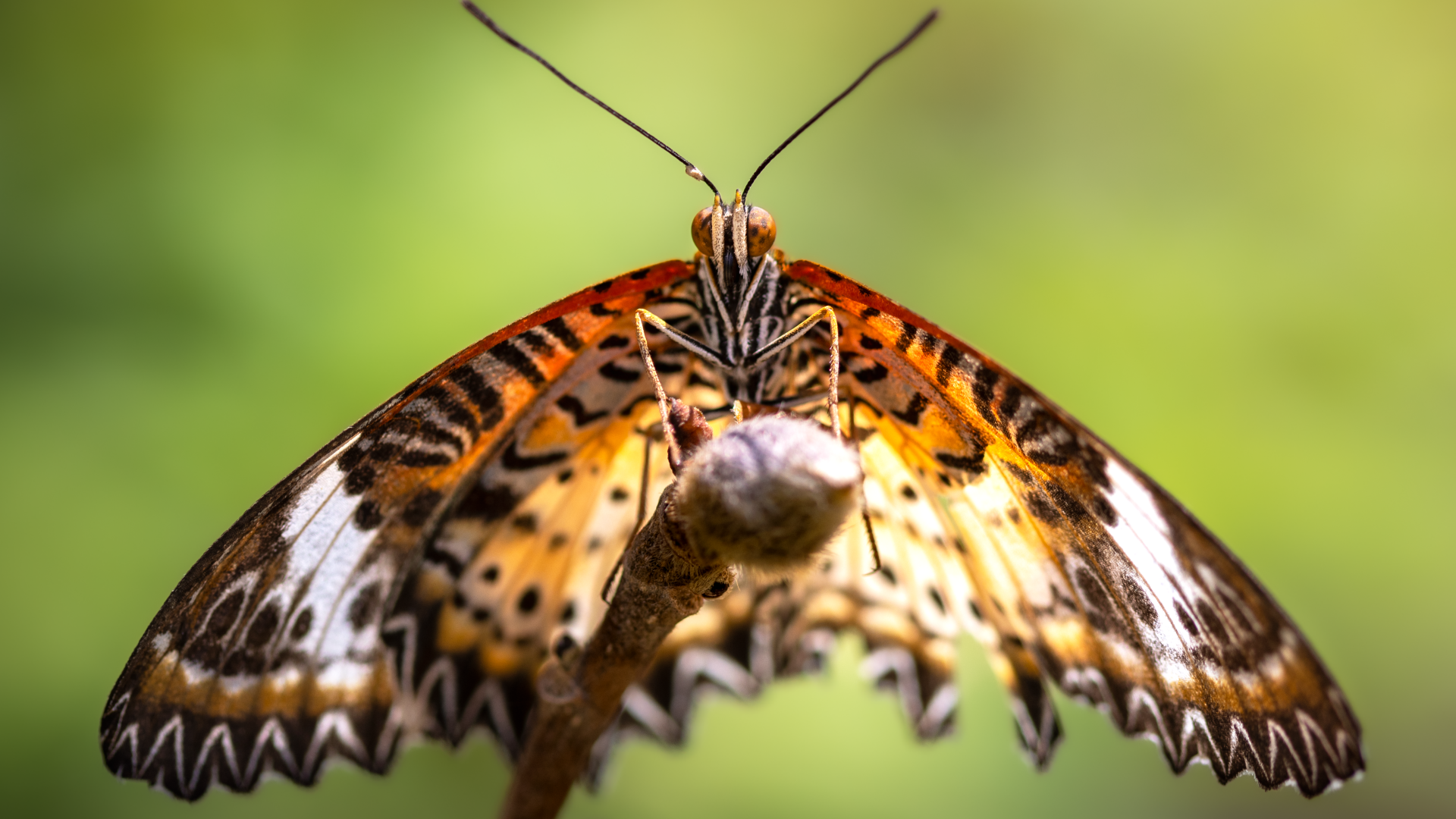 Большая бабочка златоглазка на ветке
