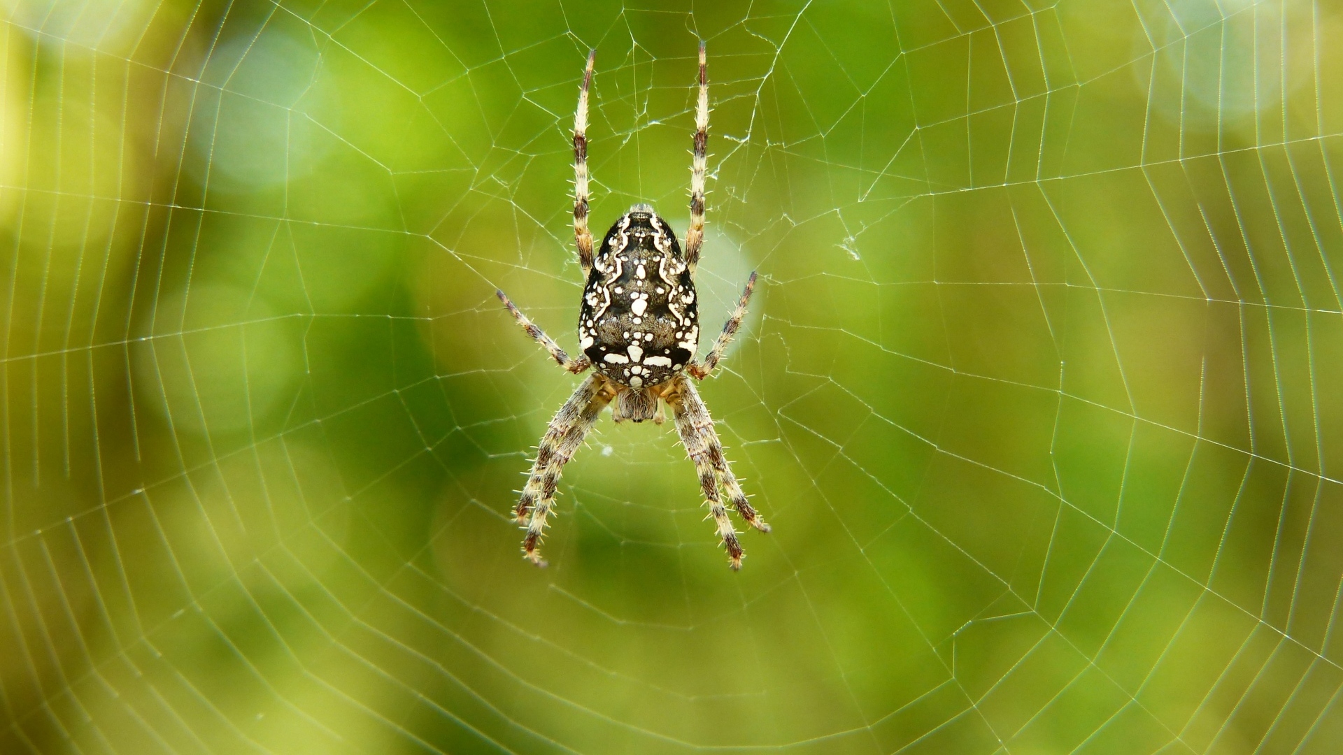 Большой паук на паутине крупным планом