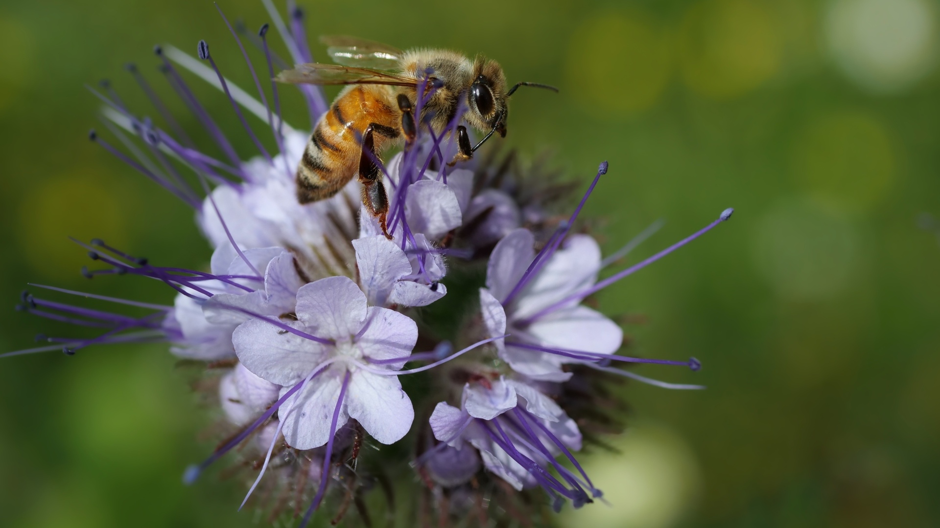 Маленькая пчела сидит на синем цветке