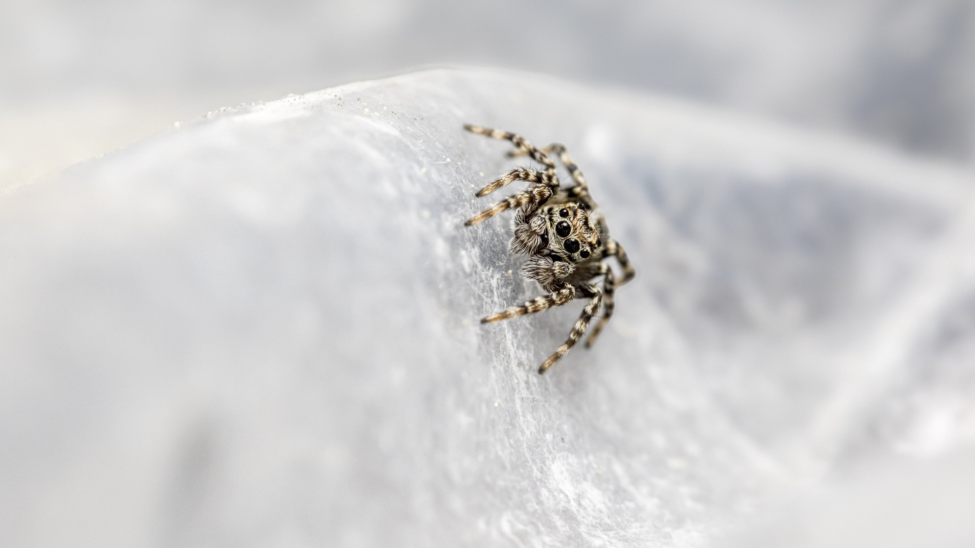 Маленький паук с черными глазами
